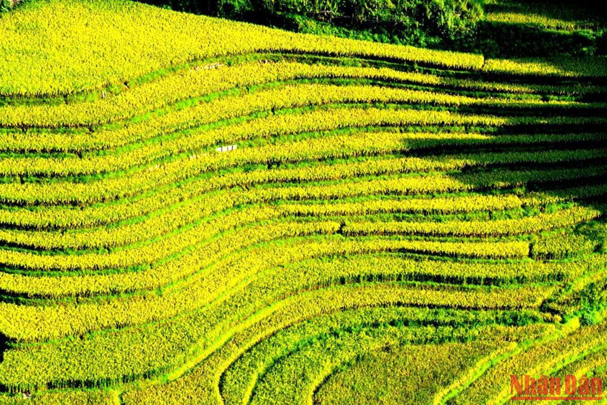 Rực lên màu vàng no ấm.