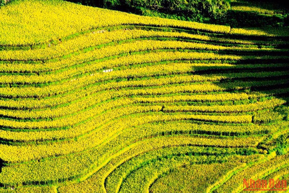 Rực lên màu vàng no ấm.