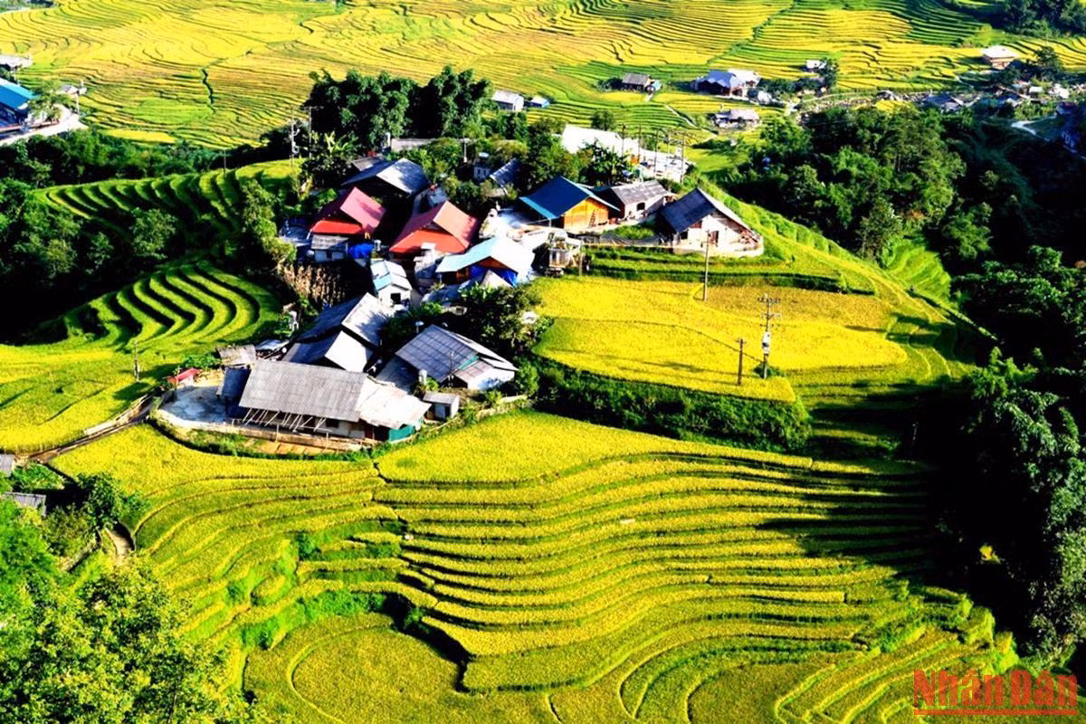 Bản người H’Mông nằm trên gò đồi cao, chung quanh rực màu vàng no ấm.