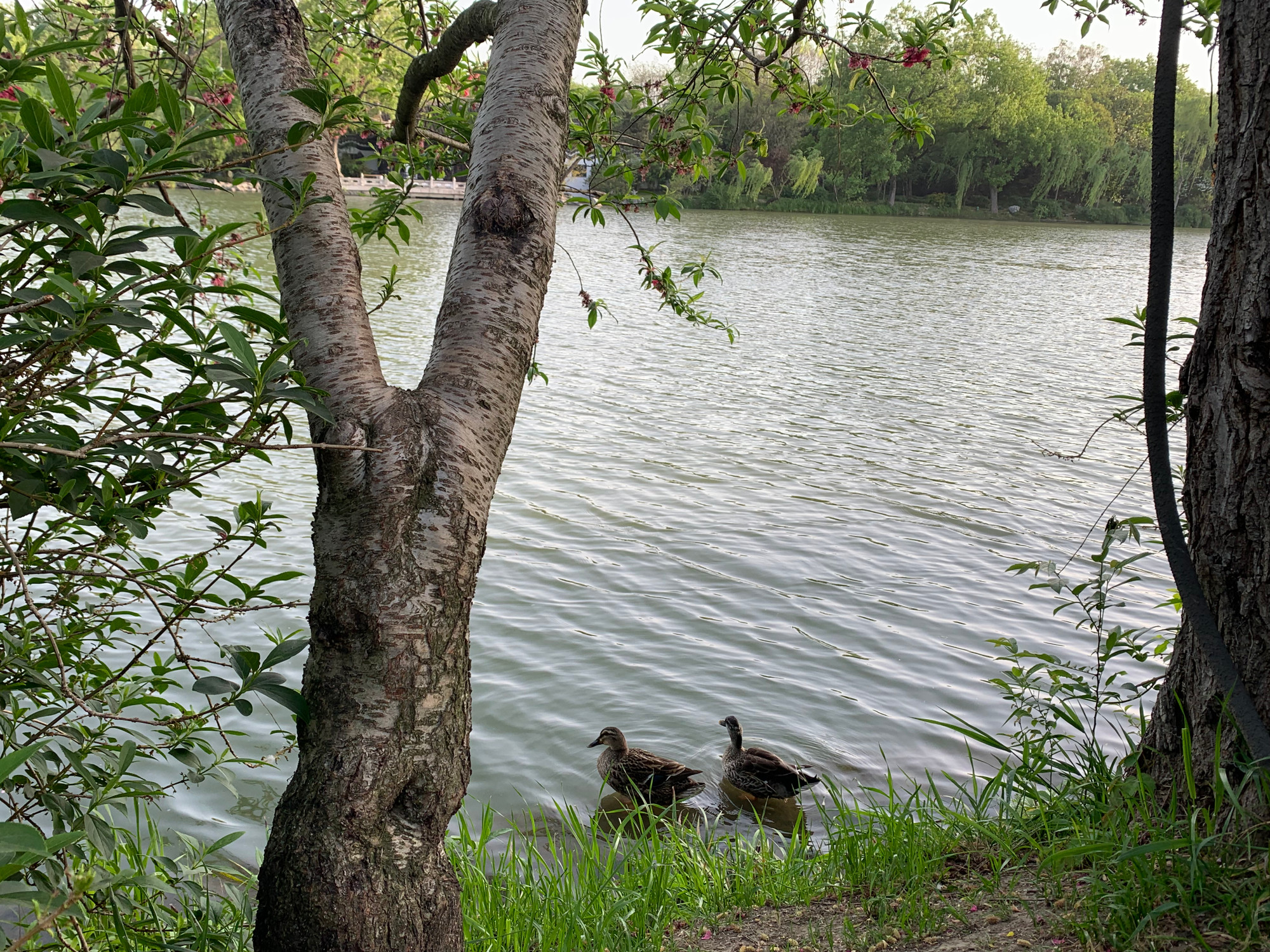 Không khó để bắt gặp những loài chim hoang dã tại Tiểu Tây Hồ. (Ảnh: HỮU HƯNG)