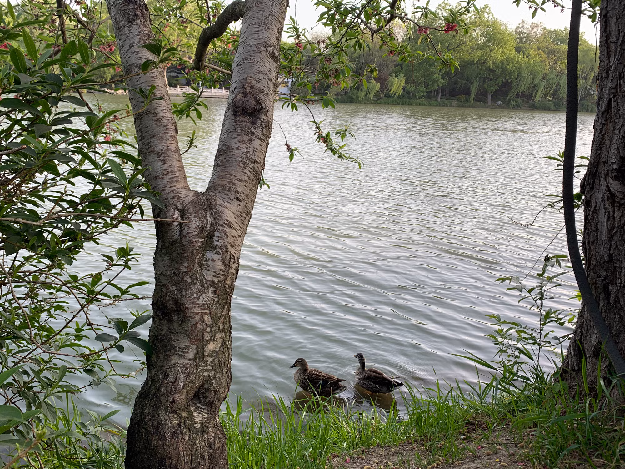 Không khó để bắt gặp những loài chim hoang dã tại Tiểu Tây Hồ. (Ảnh: HỮU HƯNG)
