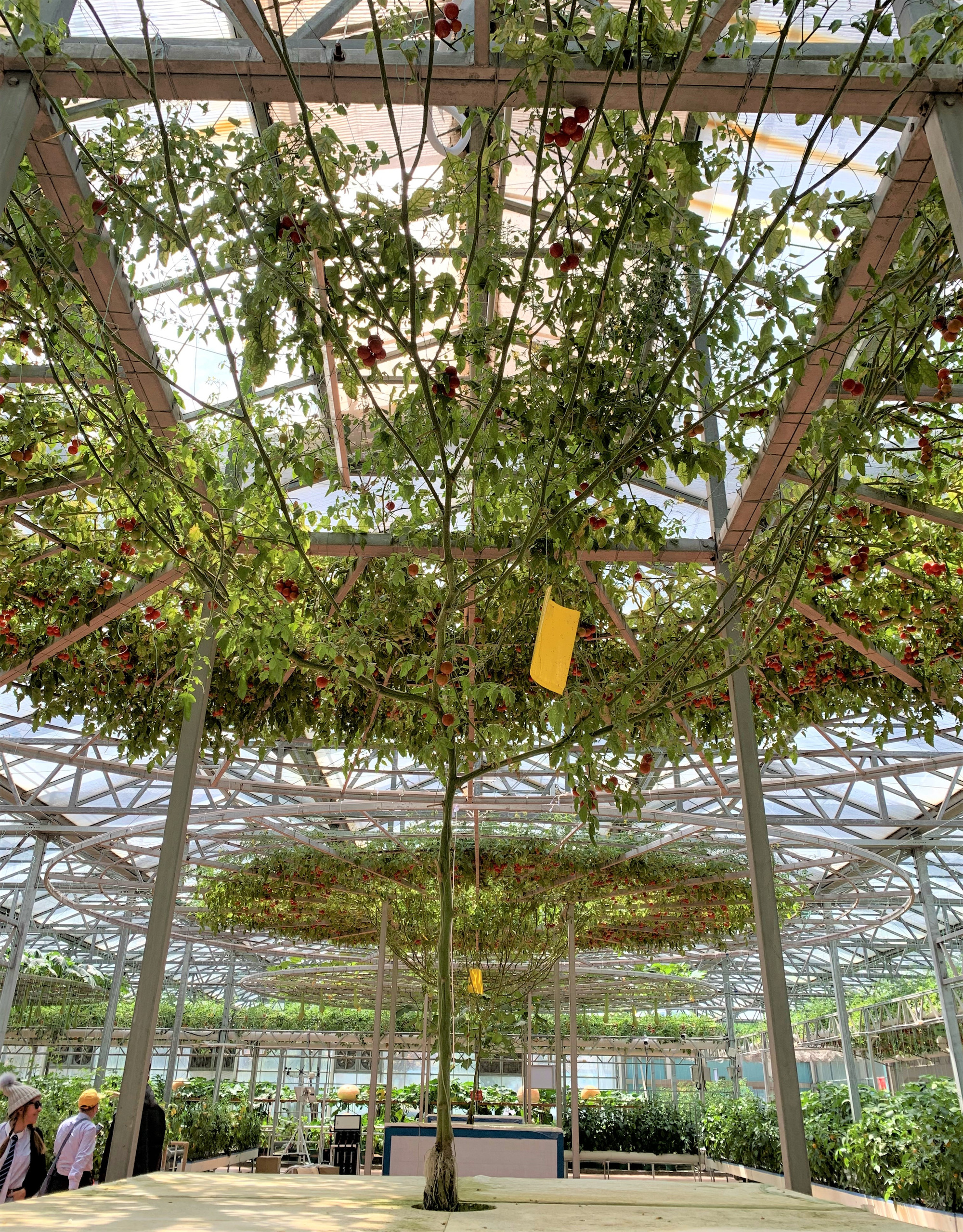 Gốc cà chua bi cho sản lượng hơn 300 kg. (Ảnh: HỮU HƯNG)