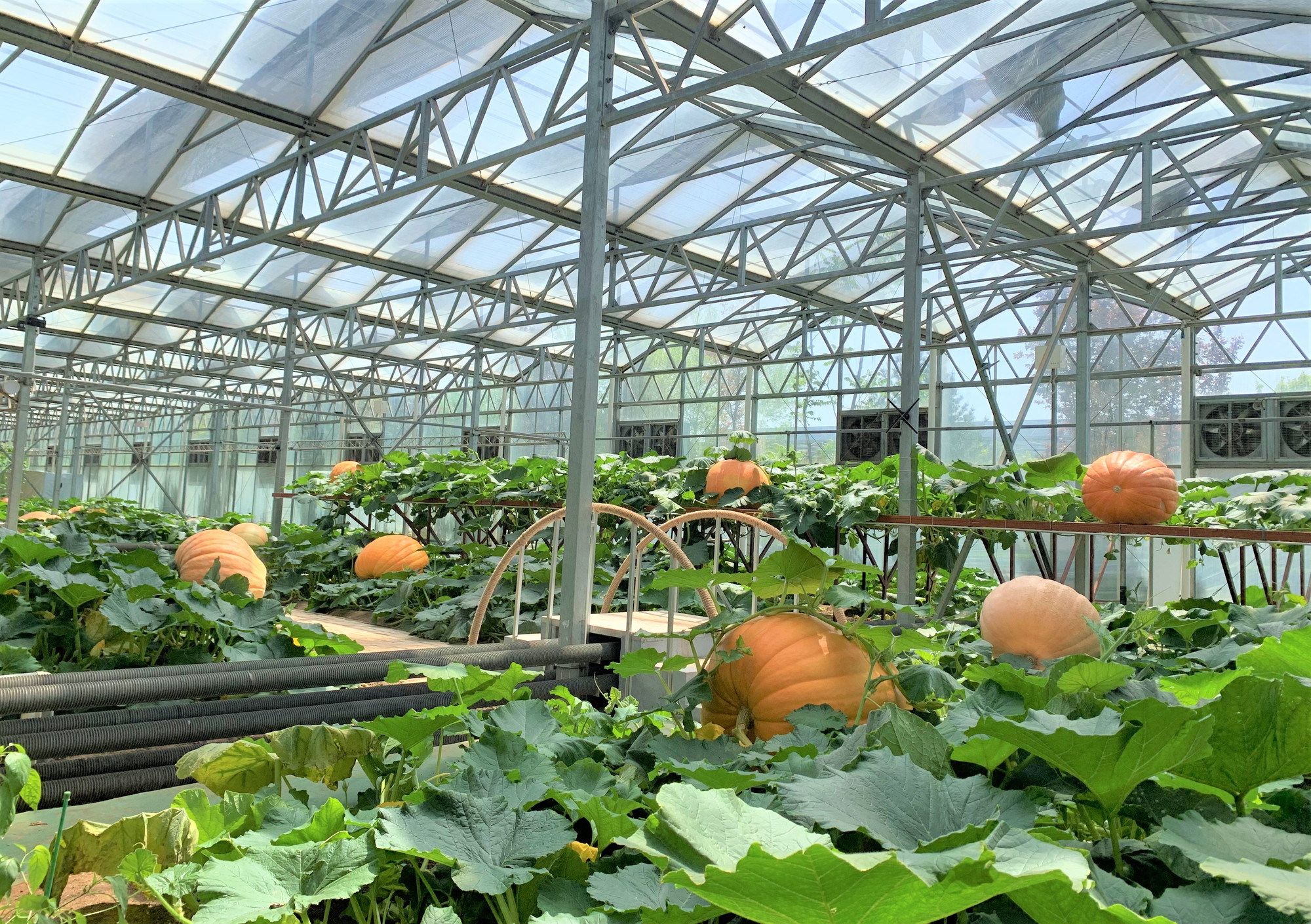 Vườn bí ngô khổng lồ với trọng lượng hàng trăm kg mỗi quả. (Ảnh: HỮU HƯNG)