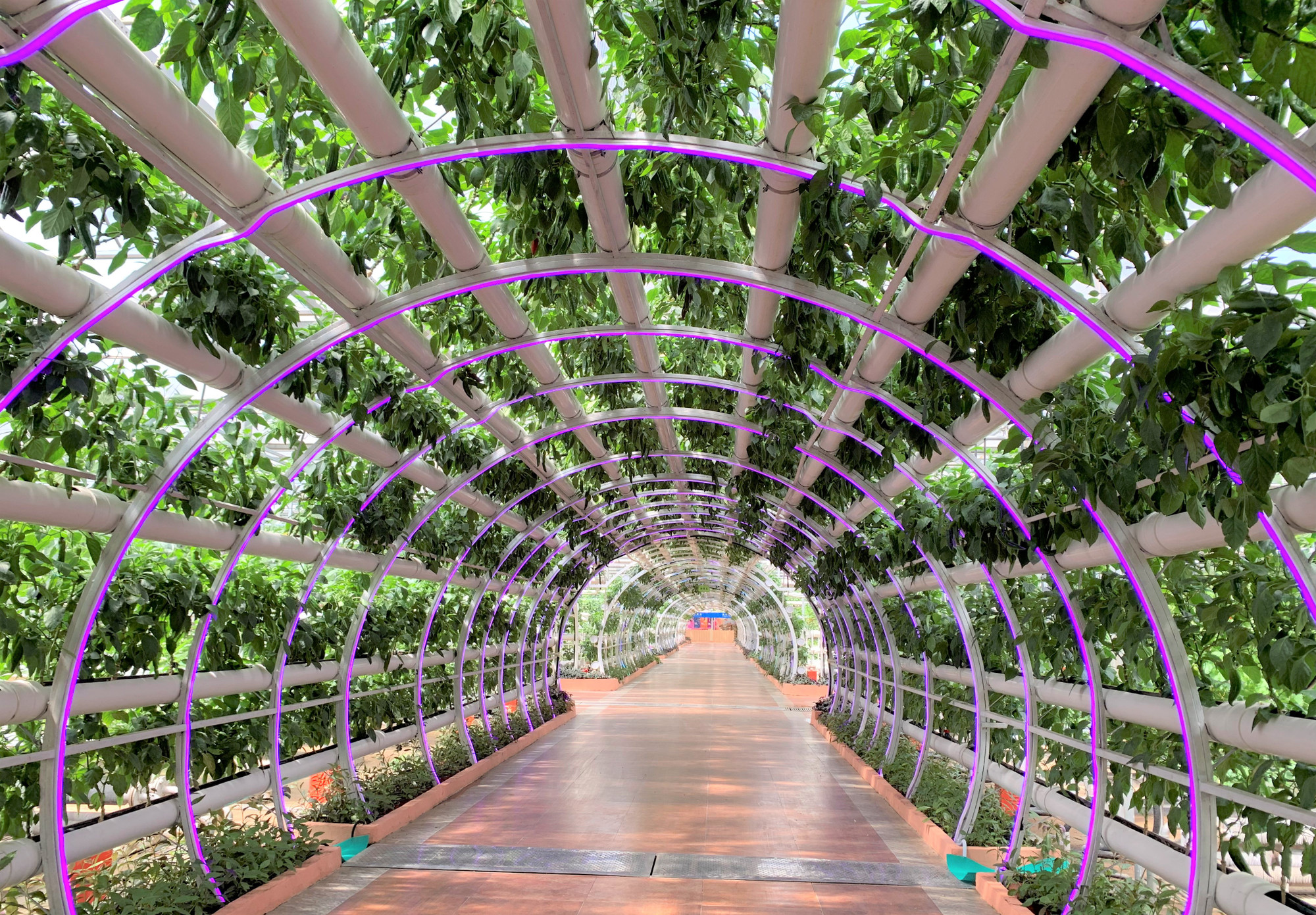 Con đường rau củ quả.