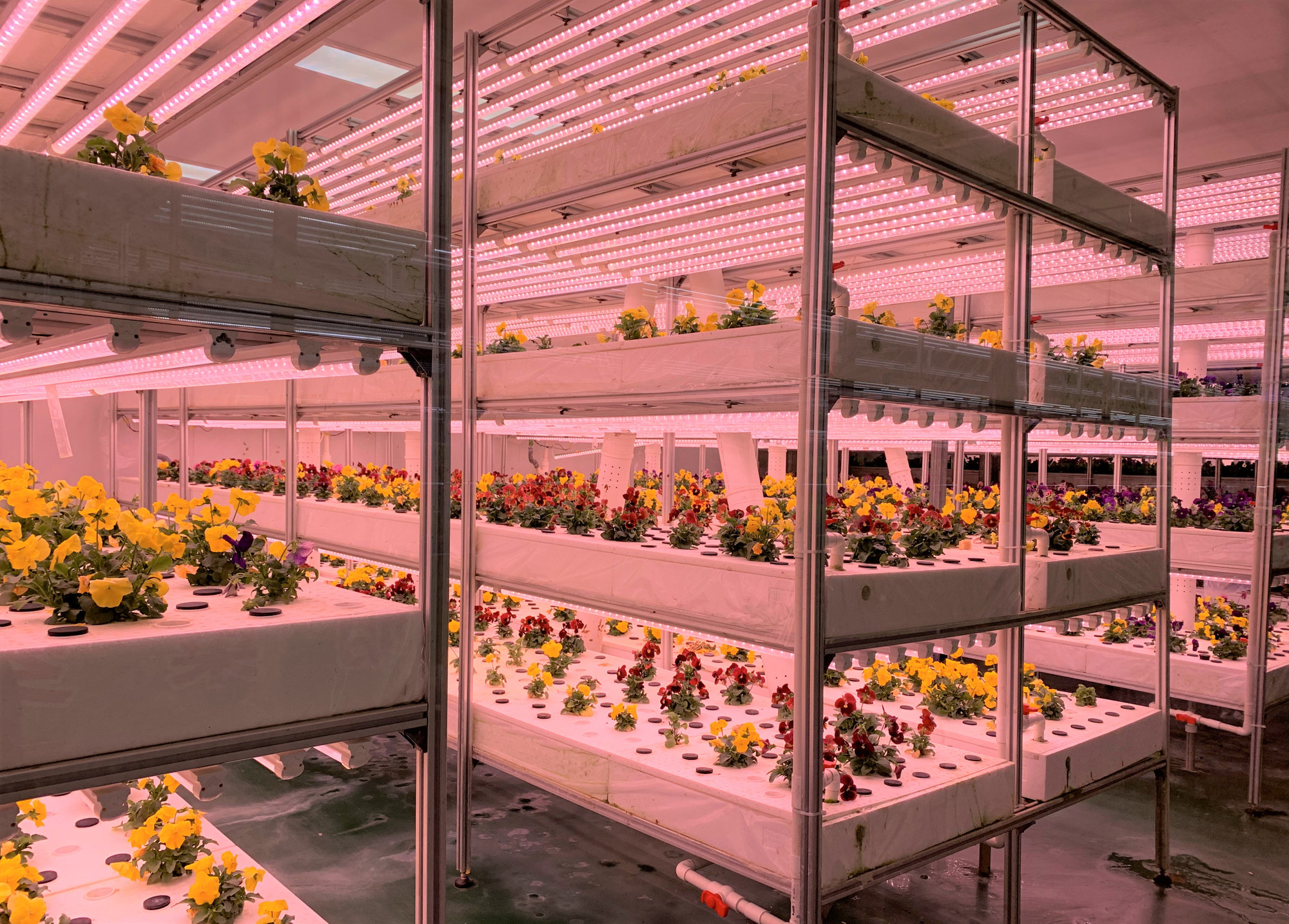 Trồng hoa tiết kiệm đất trong nhà kính.