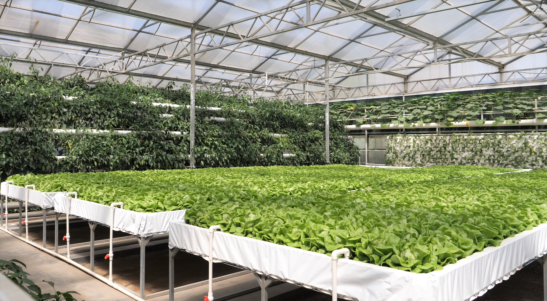 Những mô hình canh tác thông minh, hiện đại ở Thọ Quang. (Ảnh: HỒ QUÂN)