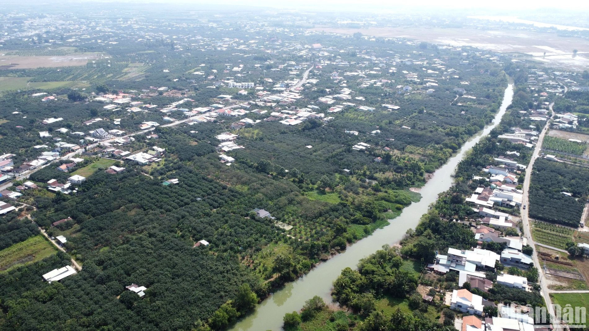 Bưởi Tân Triều cây nặng trĩu quả được chăm sóc kỹ lưỡng để bán Tết Nguyên đán Quý Mão 2023.