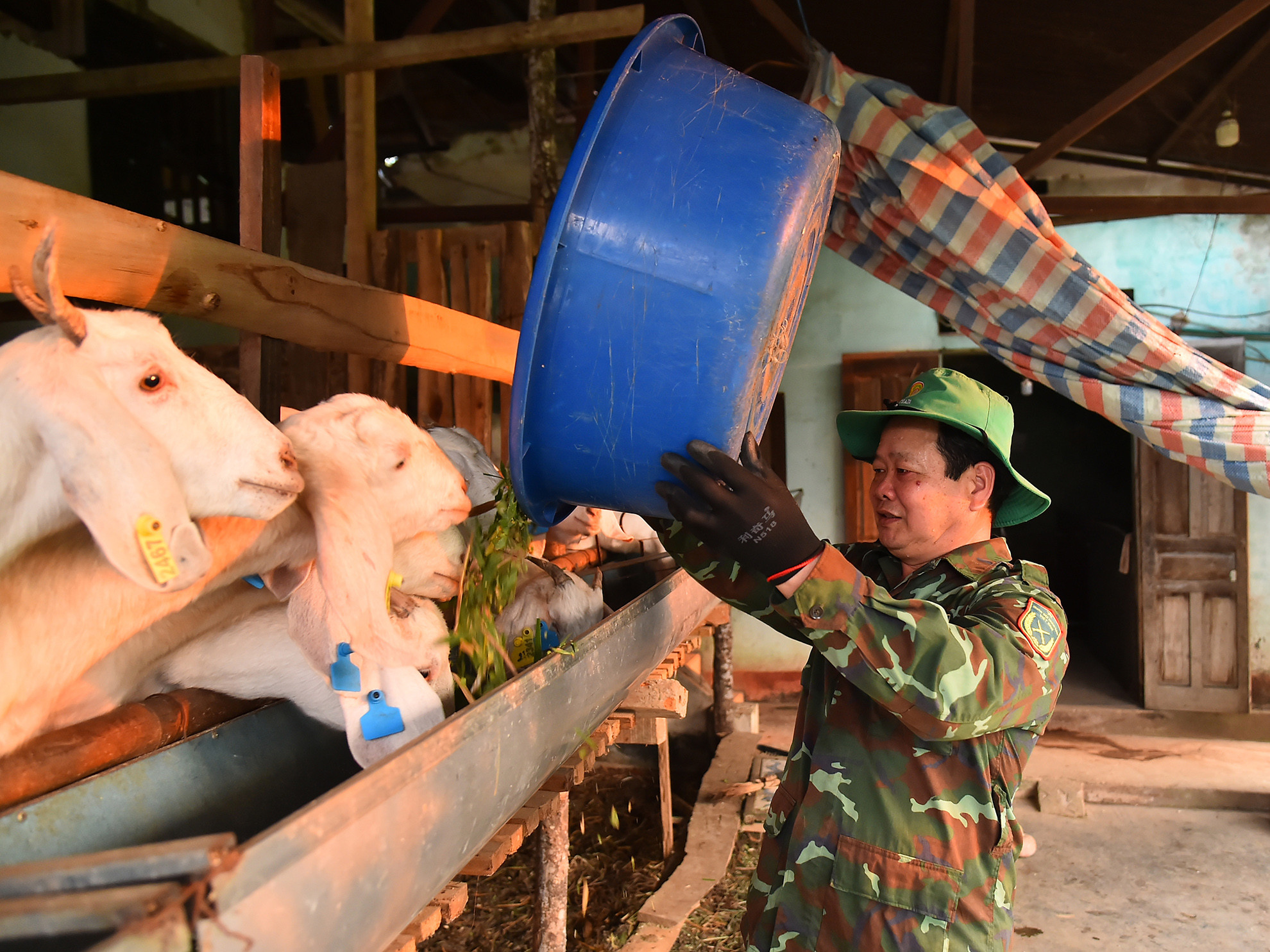 Trước khi chuyển sang chăn nuôi dê thuộc Dự án liên kết sản xuất nuôi dê Boer sinh sản theo chuỗi giá trị do UBND huyện Điện Biên, tỉnh Điện Biên triển khai, nông dân Lò Văn Bun, người dân tộc Thái, ở đội 6, bản Nong Nhai 1, xã Thanh Xương, huyện Điện Biên đã nuôi dê cỏ, dê địa phương được 3 năm nhưng thu nhập không cao.
