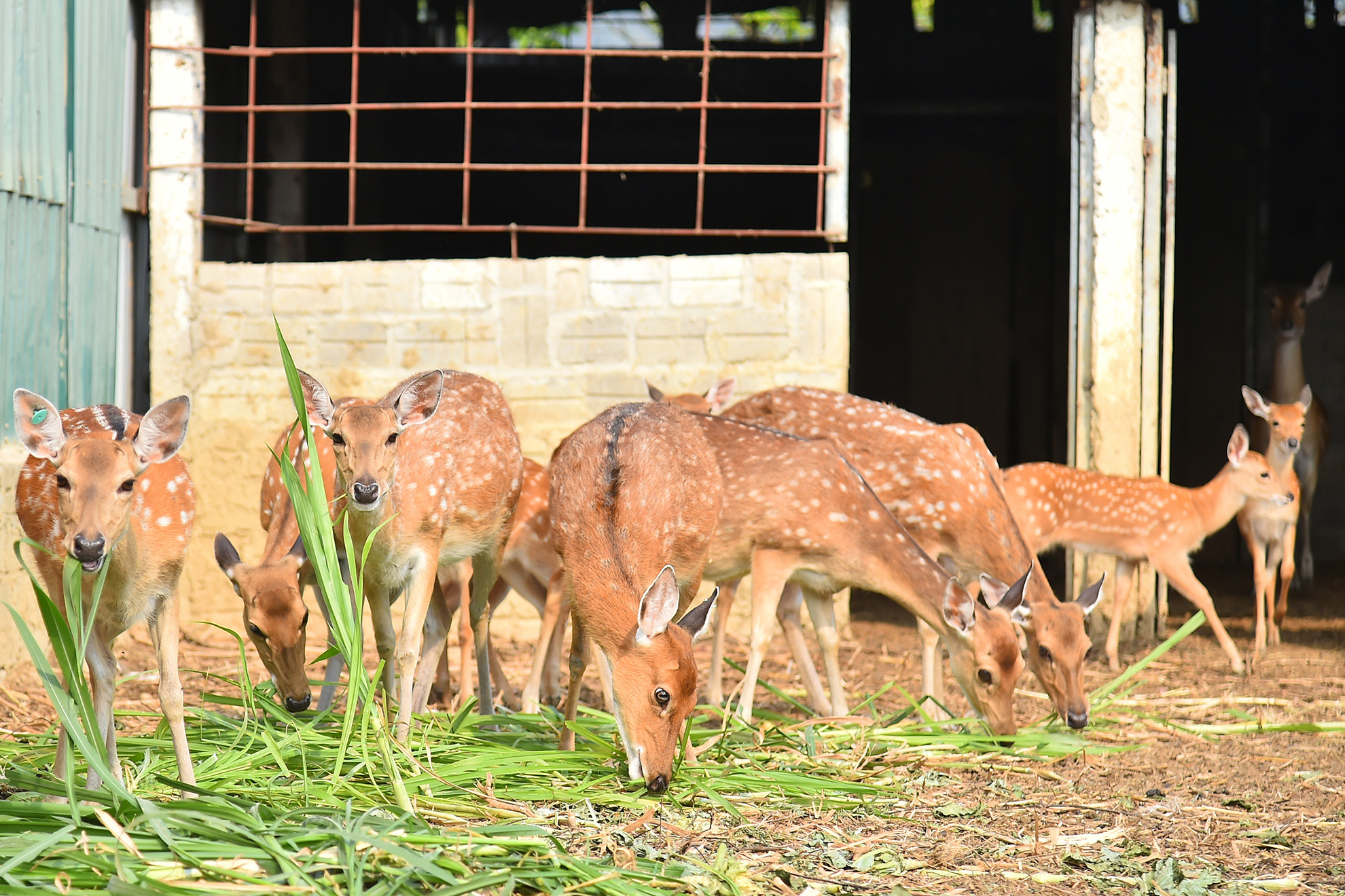Sau 4 năm nuôi, các con hươu cái đã đẻ và được bán giống, một số con đực đã có Nhung. Từ năm 2017 ông đã bán được 9 con hươu giống, mỗi con 10 triệu đồng cộng với tiền bán nhung thu được 30 triệu đồng, tổng thu năm 2022 là 120 triệu đồng.