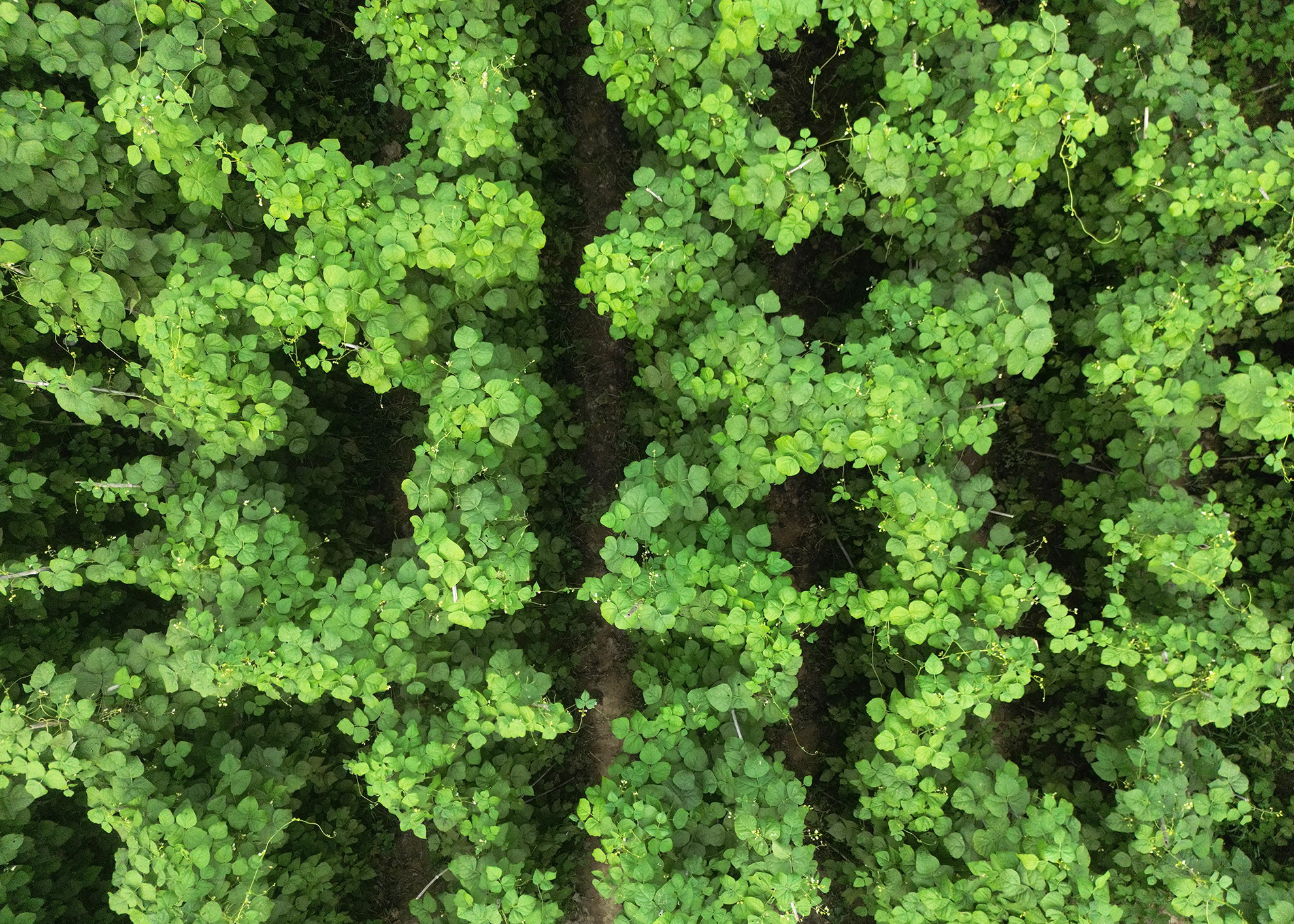 Từ khi thành lập HTX Noong Luống, đã cung cấp tới 80% chi phí phân bón, thuốc Bảo vệ thực vật, quản lý đầu ra của sản phẩm. HTX sẽ chia đều diện tích cho các xã viên, khi tham gia vào HTX thì các sản phẩm của xã viên làm ra sẽ được HTX đứng ra thu mua, giúp các thành viên yên tâm sản xuất, không lo sản phẩm phải bán trôi nổi trên thị trường.