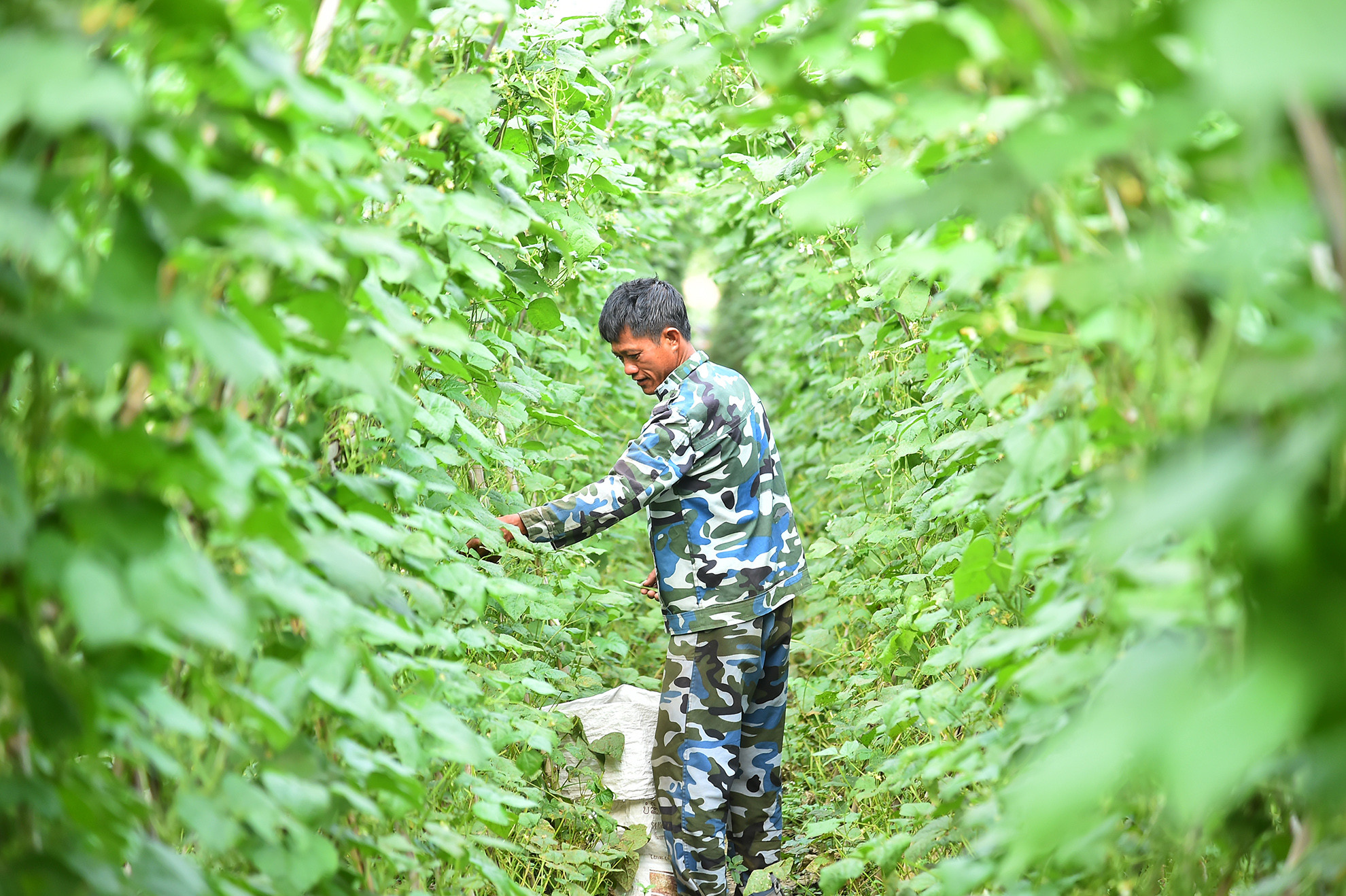 Hợp tác xã nông nghiệp tổng hợp Noong Luống, xã Noong Luống, huyện Điện Biên được thành lập từ năm 2021. Lĩnh vực hoạt động chủ yếu là trồng rau màu. Hiện hợp tác xã có 34 thành viên với diện tích trên 3,4ha rau màu, trồng gồm các loại như: bí, cà chua, đỗ leo… sản lượng rau, củ thu hoạch hàng năm của hợp tác xã đạt 700 tấn, mang lại nguồn thu nhập 1 tỷ đồng/năm.