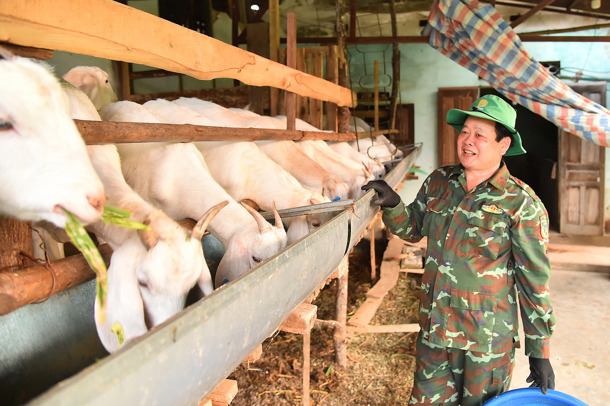 Toàn bộ sản phẩm đầu ra của dự án được Trang trại DTH-FAMRT thu mua, có Hợp đồng liên kết tiêu thụ sản phẩm giữa đơn vị chủ trì liên kết và Trang trại. Theo hợp đồng đơn vị thu mua 150 nghìn đồng/kg trừ chi phí 1 tháng cho tất cả hạng mục là 150 nghìn đồng và với trọng lượng dê phát triển hiện nay 5-6kg/tháng, người nuôi sẽ lãi tầm 800 nghìn đồng/con/tháng. 6 tháng sẽ xuất chuồng 1 lứa dê con thành phẩm.
