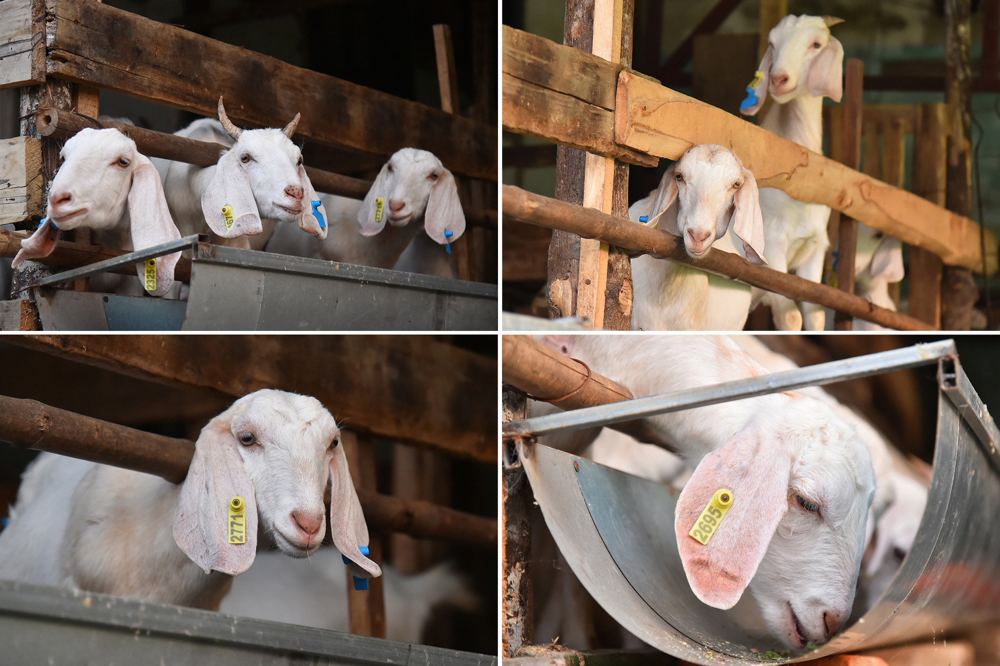 Giống dê Boer lớn hơn hẳn so với giống dê của địa phương. Mỗi con sinh ra có trọng lượng trung bình to hơn gấp đôi dê thường. Sau hơn 6 tháng chăm sóc, dê đạt trọng lượng 25-30 kg, có thể xuất chuồng làm giống.