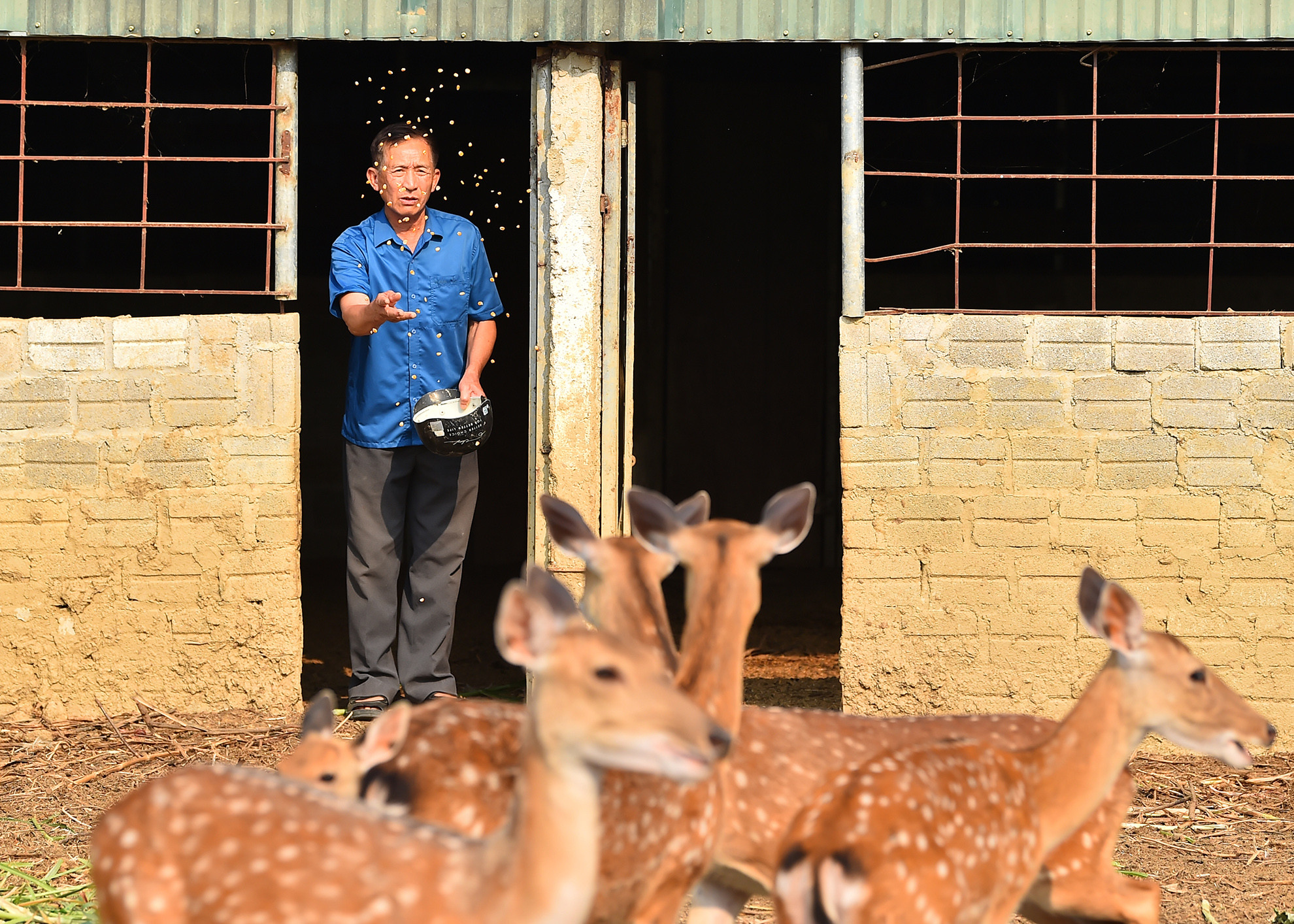 Vốn tính say mê việc chăn nuôi, sau khi về hưu, ông Kiên đã đi khảo sát, học tập kinh nghiệm huyện Hương Khê, tỉnh Hà Tĩnh về mô hình nuôi hươu. Sau đó ông mua 3 cặp Hươu trị giá hơn 60 triệu đồng, đầu tư chuồng trại, thiết bị, khoa học kỹ thuật nuôi ngay trong trang trại của gia đình tại đội 5, xã Pom Lót.