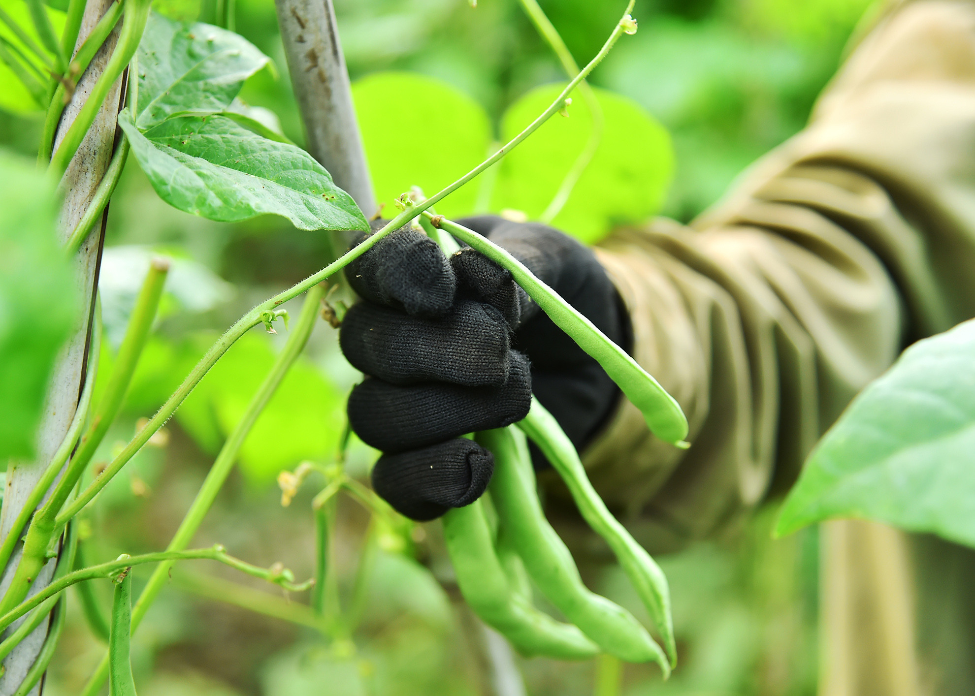 Có thương hiệu cho nên việc tiêu thụ sản phẩm đỗ leo của Hợp tác xã rất thuận lợi, 90% sản phẩm là xuất đi các tỉnh, thành phố như: Hà Nội, Thái Bình, Hưng Yên… Đặc biệt, Hợp tác xã cũng xuất bán sang tỉnh Luông Pha Băng, nước Cộng hòa Dân chủ nhân dân Lào khoảng 1 tấn đỗ/vụ. Thời gian tới, Hợp tác xã nâng cao chất lượng sản phẩm và tăng cường quảng bá để quả đỗ leo này sớm đạt tiêu chuẩn OCOP chất lượng 4 sao, 5 sao.