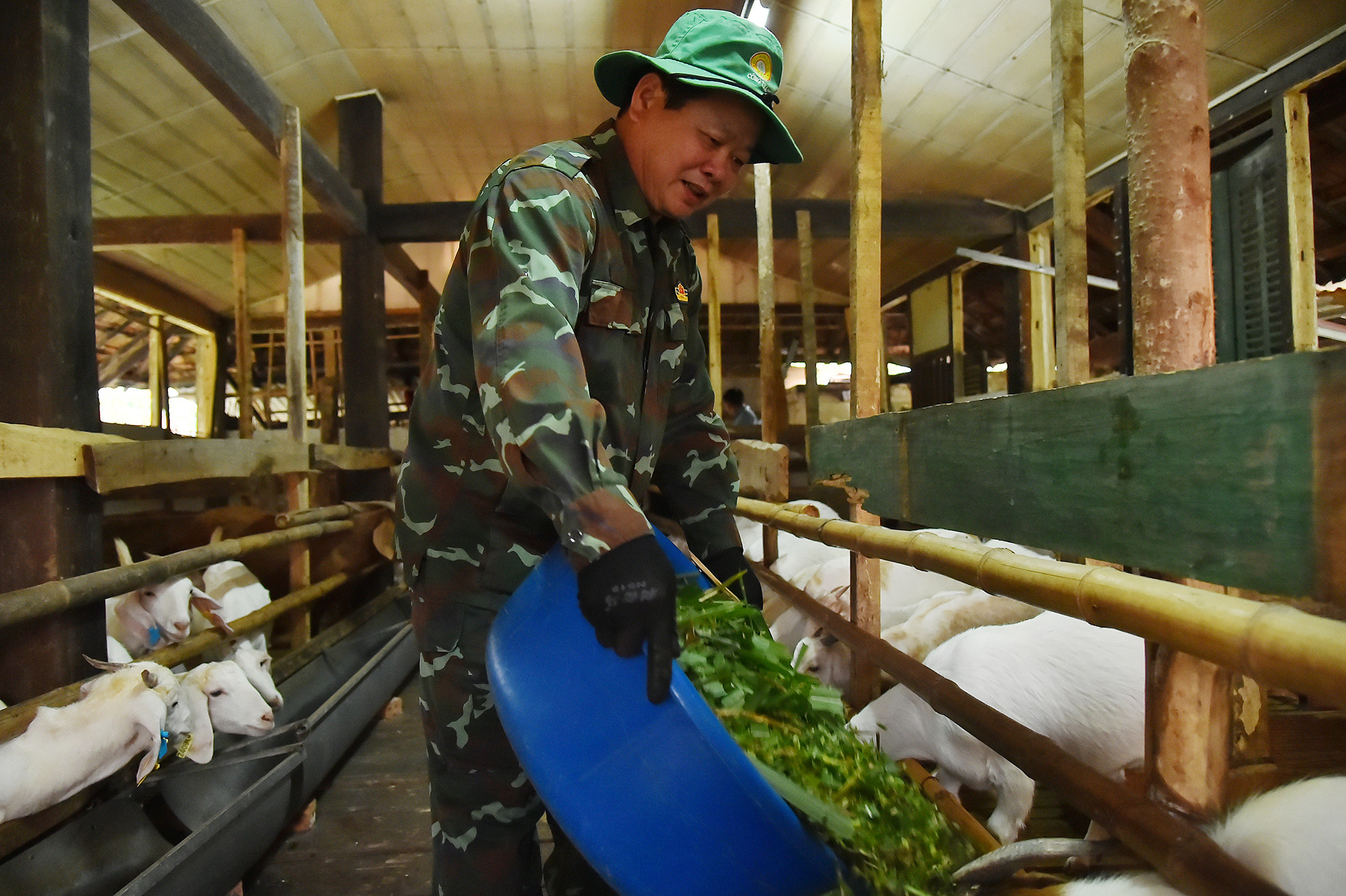 Với 50 con cái và 2 con đực được phân bổ, hiện nay cả đàn đang phát triển tốt, tăng cân đều và bắt đầu đẻ được 3 con, trọng lượng sơ sinh 3,5-4kg/con. Thông thường dê chửa trong 5 tháng, nếu đúng như quy trình và chăm sóc tốt thì 1 năm 2 lứa hoặc 2 năm 3 lứa, đẻ giãn cách vừa bảo đảm sức khỏe dê mẹ mà còn tốt cho chất lượng con con.