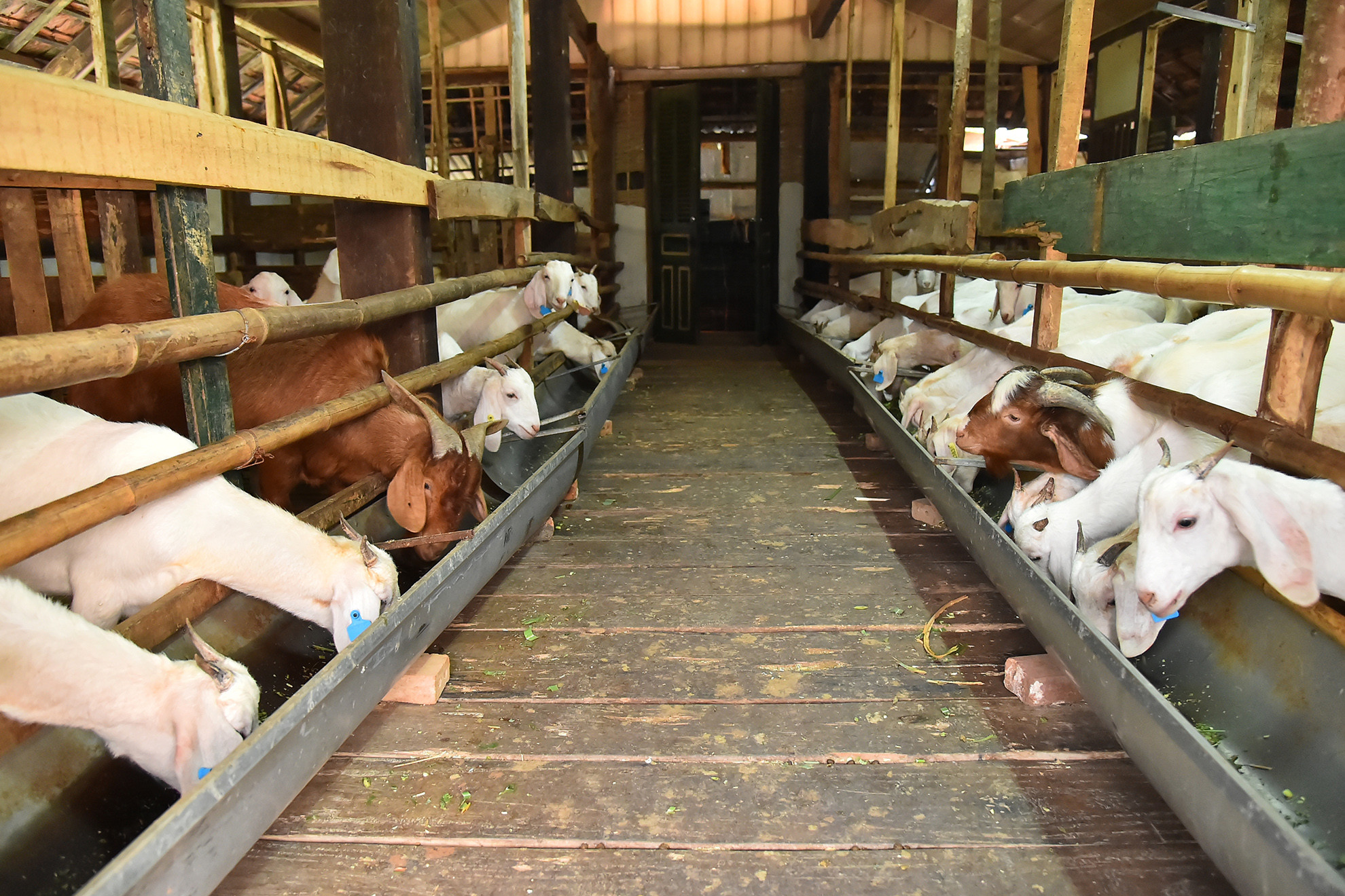 Cuối năm 2023 khi UBND huyện Điện Biên triển khai dự án liên kết đến các hộ dân 3 xã là Thanh Luông, Thanh Xương, Noong Hẹt, gia đình ông Lò Văn Bun đã mạnh dạn đăng ký tham gia dự án trong 3 năm. Bước đầu nhận nuôi 50 con dê cái và 2 con đực.