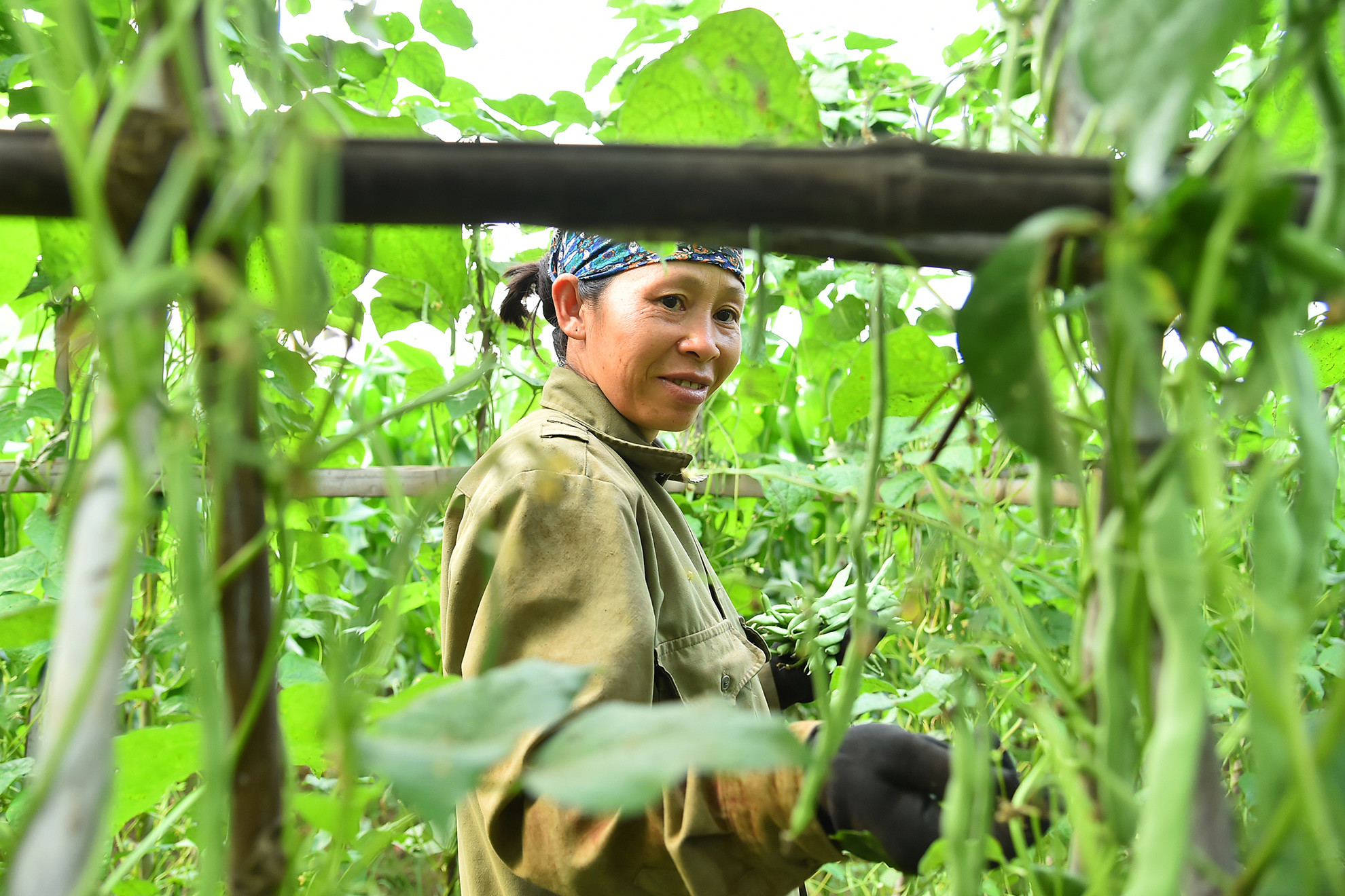 Tháng 12/2021, UBND tỉnh đã công nhận sản phẩm đỗ leo 4 mùa đạt tiêu chuẩn OCOP 3 sao. Hiện nay, 11ha đỗ leo của Hợp tác xã được trồng theo hướng VietGAP đảm bảo chất lượng, năng suất trung bình khoảng 200 tấn/vụ. Trở thành sản phẩm OCOP có thương hiệu, chỗ đứng trên thị trường mà quan trọng hơn là góp phần thay đổi tư duy sản xuất của nông dân trên địa bàn.