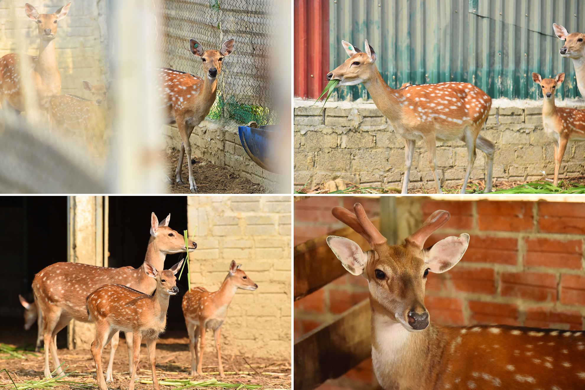 Đàn Hươu của gia đình ông hiện nay có 20 con; trong đó có 5 con Hươu đực vừa làm giống vừa khai thác nhung, mỗi con Hươu cho thu hoạch 0,5 đến 0,6 kg nhung với giá hiện nay bán ra thị trường 1,5 triệu đồng/lạng.