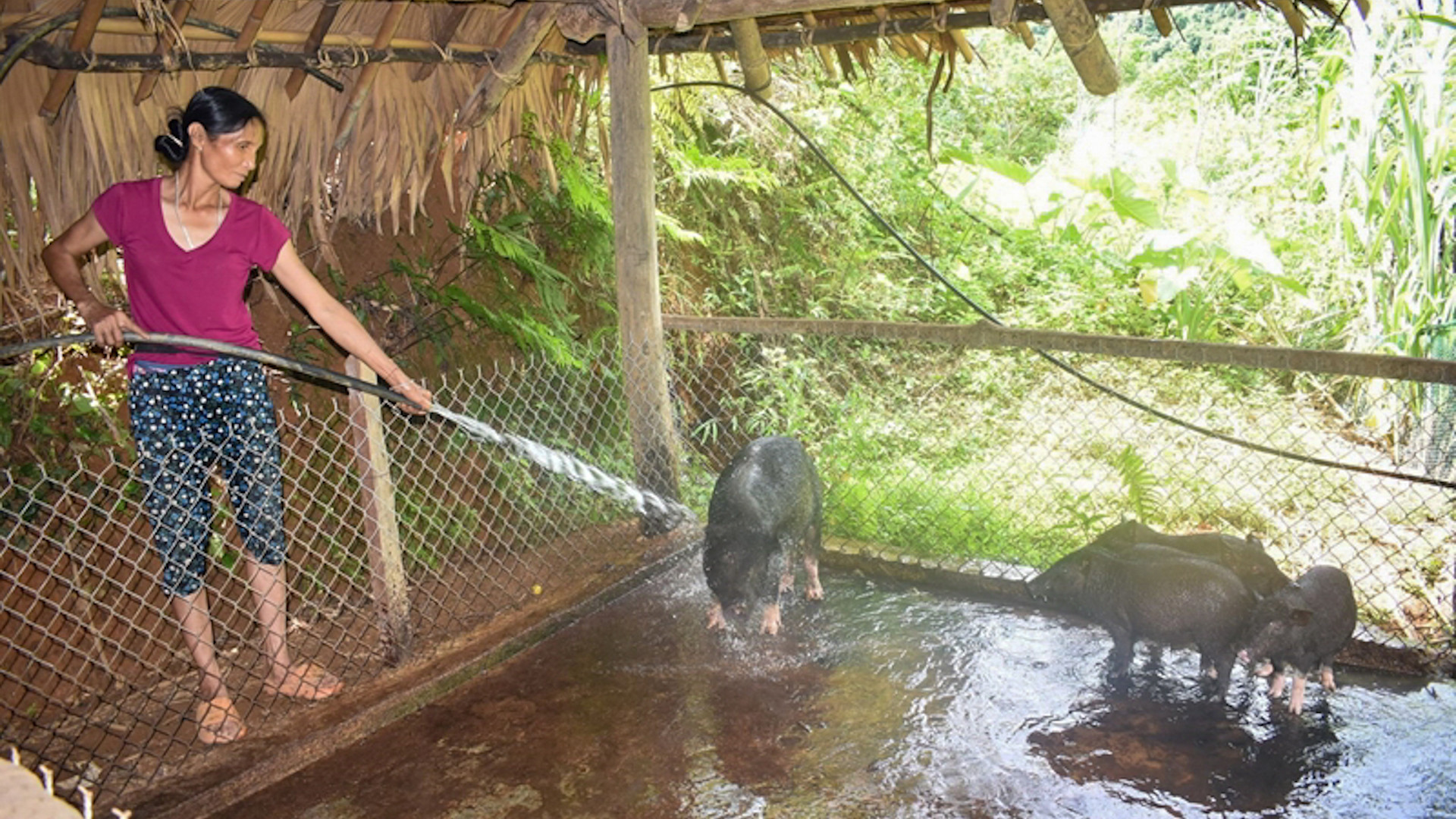 Bà Xa Thị Sinh, xóm Tràm, xã Tân Pheo, huyện Đà Bắc (Hòa Bình) chăn nuôi giống lợn bản địa giúp cải thiện kinh tế, nâng cao thu nhập. (Ảnh Việt Hoa)