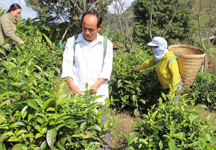 Thu hoạch chè ở Huồi Tụ.