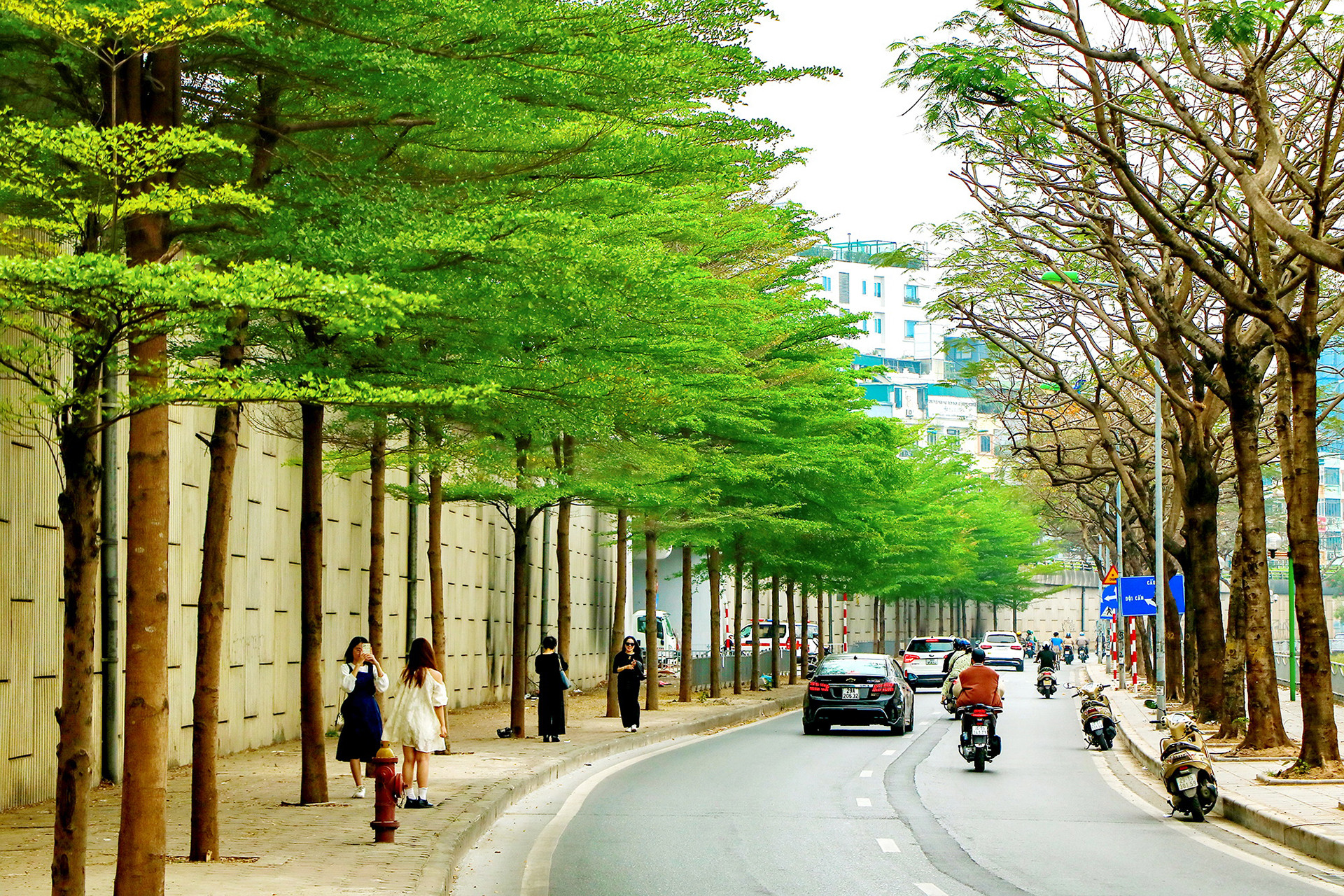 Tại cung đường Bưởi ven sông Tô Lịch, cây bắt đầu chuyển mình sang lá xanh mướt. Người dân tới đây để “check-in” dưới những tán lá xanh. Con phố nhộn nhịp nhất vào thời điểm cuối xuân đầu hè khi những hàng bàng lá nhỏ bắt đầu khoe sắc.