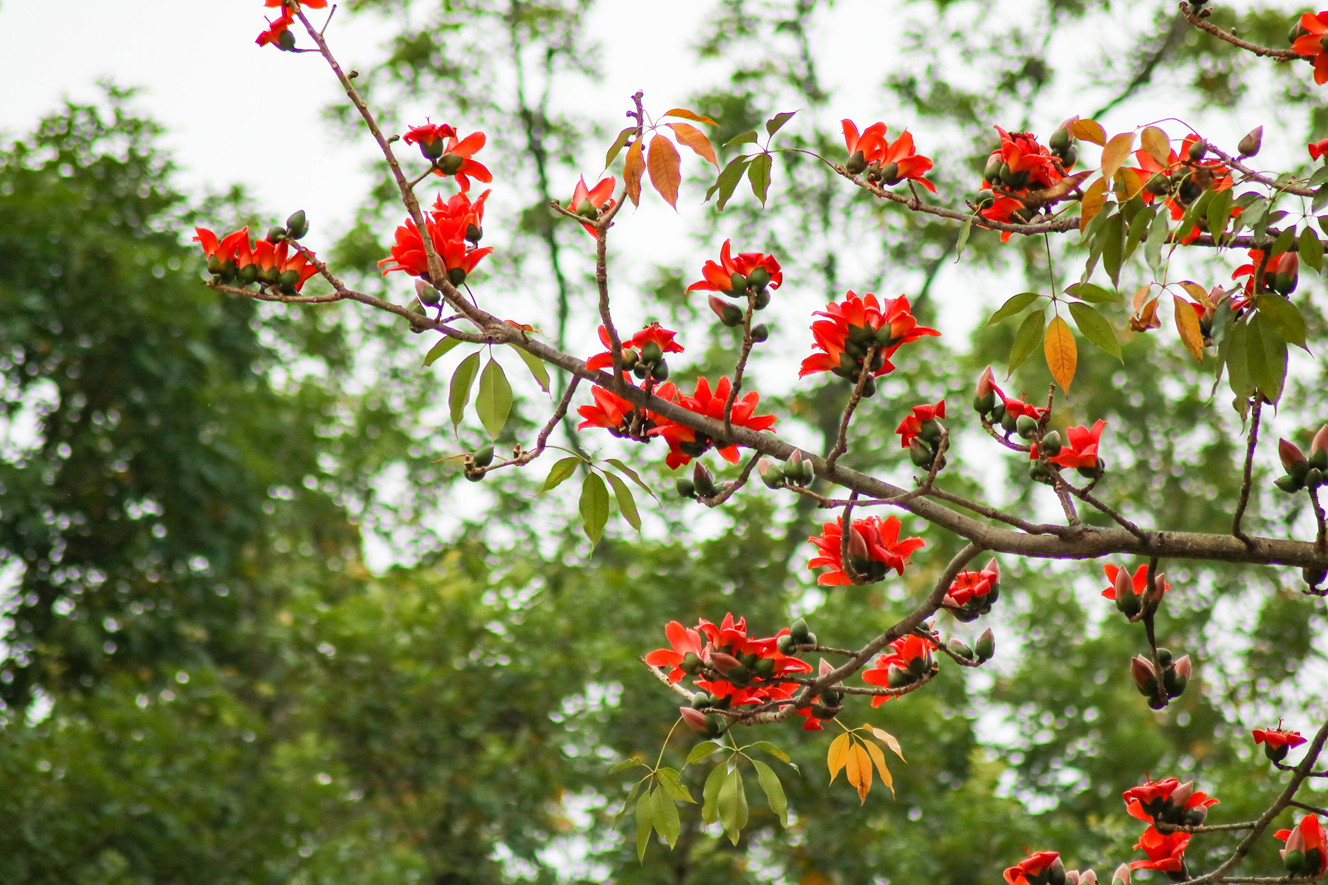 [Ảnh] Rực rỡ hoa gạo tháng 3 ảnh 13