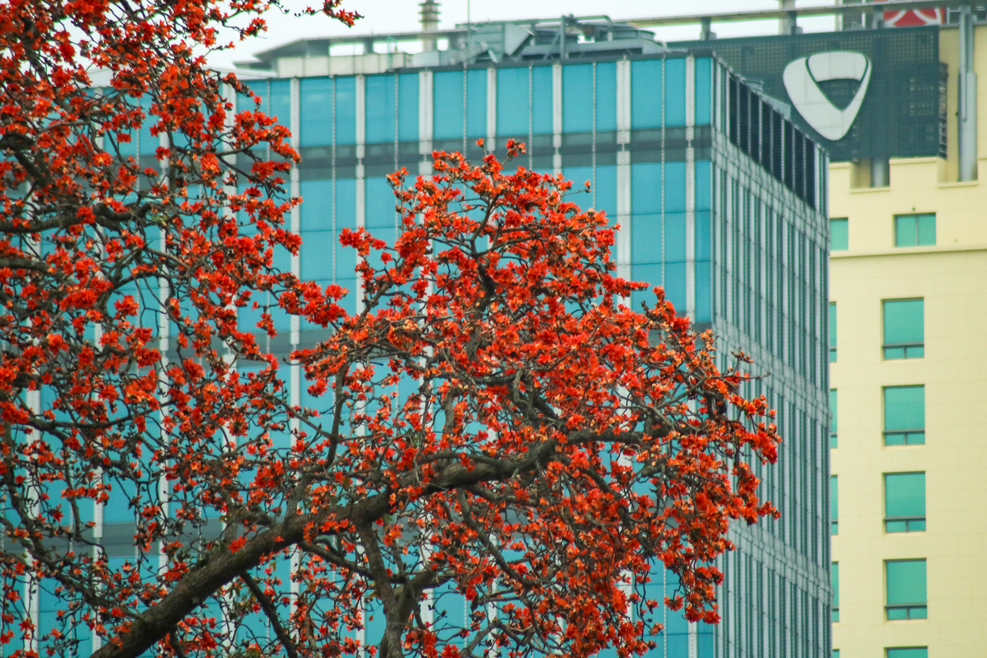 [Ảnh] Rực rỡ hoa gạo tháng 3 ảnh 5