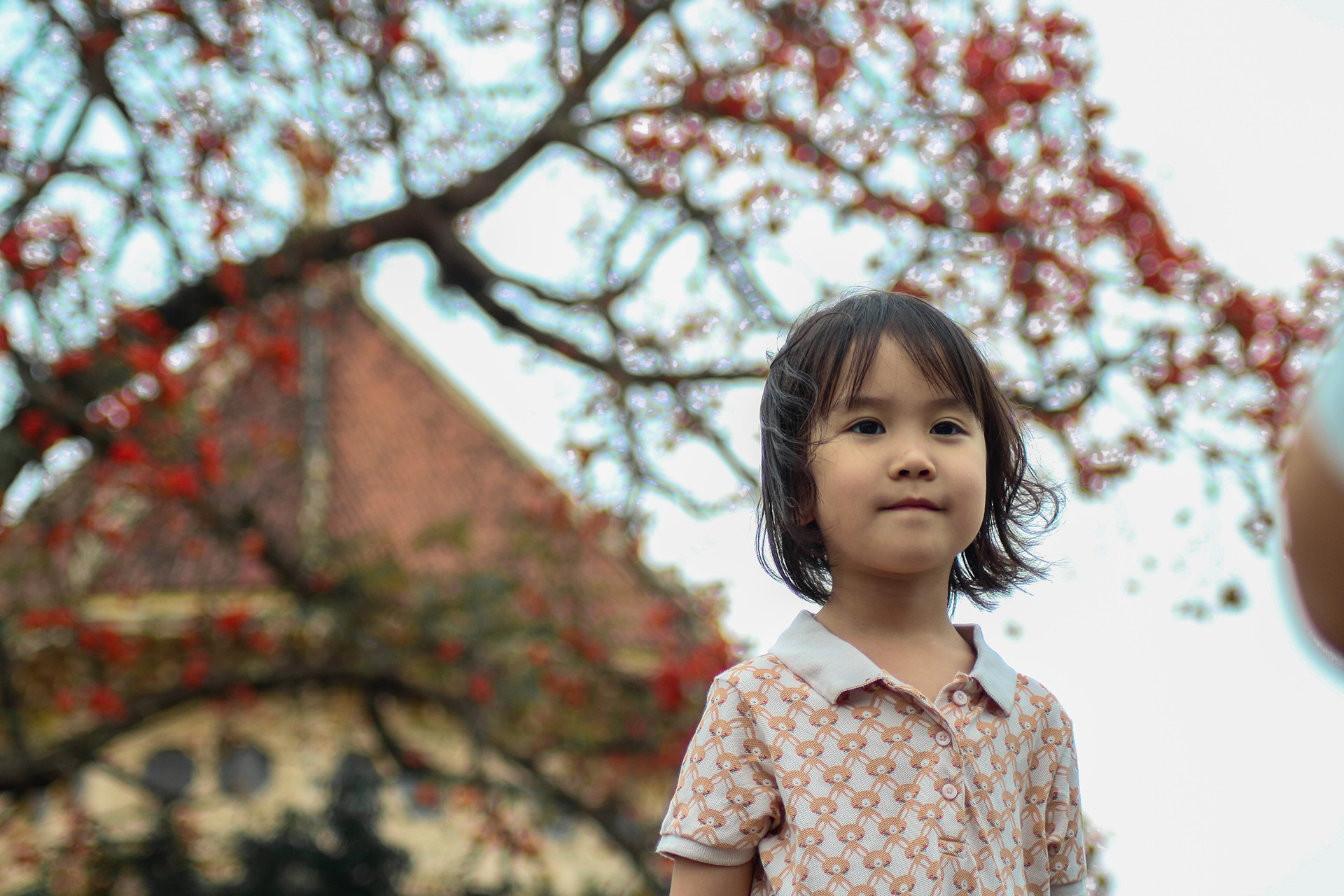 [Ảnh] Rực rỡ hoa gạo tháng 3 ảnh 8