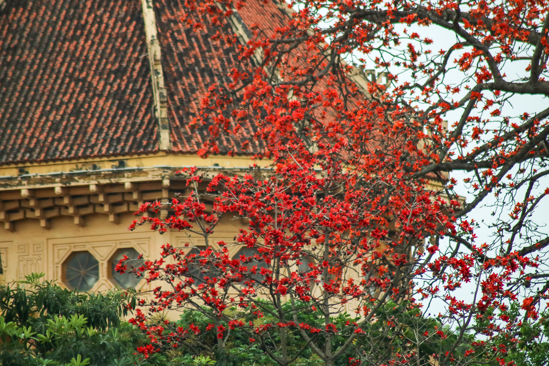 [Ảnh] Rực rỡ hoa gạo tháng 3 ảnh 3