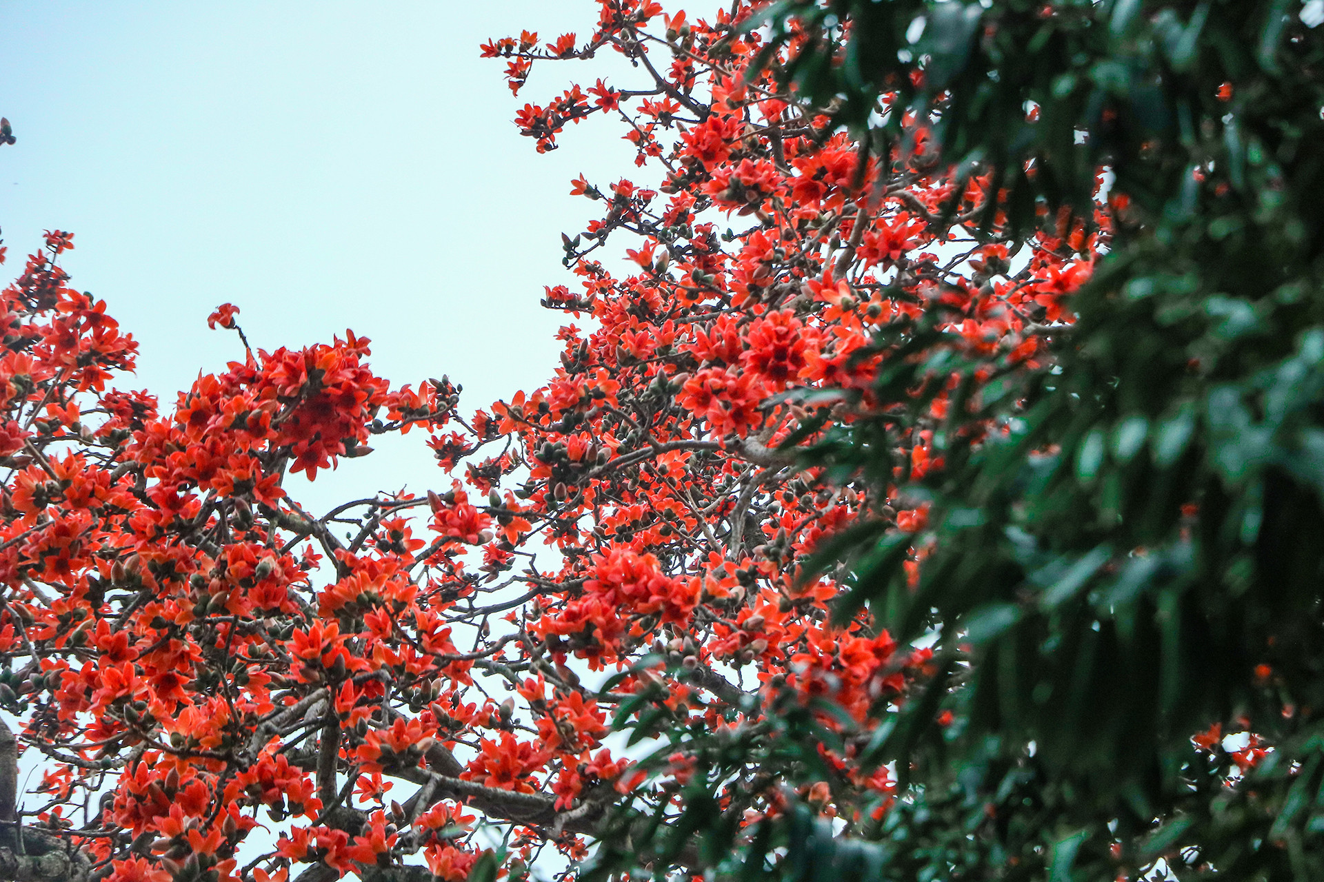 [Ảnh] Rực rỡ hoa gạo tháng 3 ảnh 14