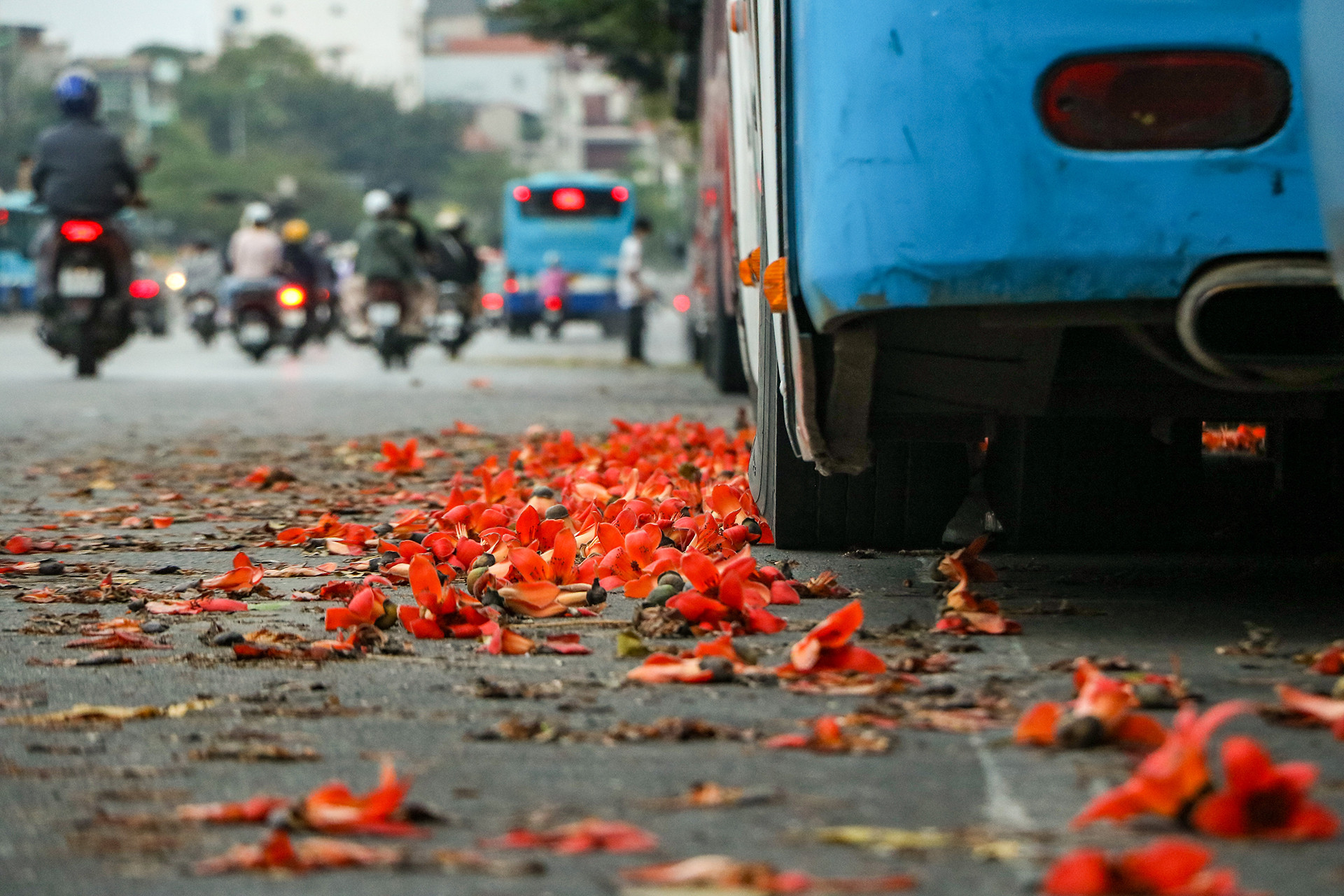 [Ảnh] Rực rỡ hoa gạo tháng 3 ảnh 12