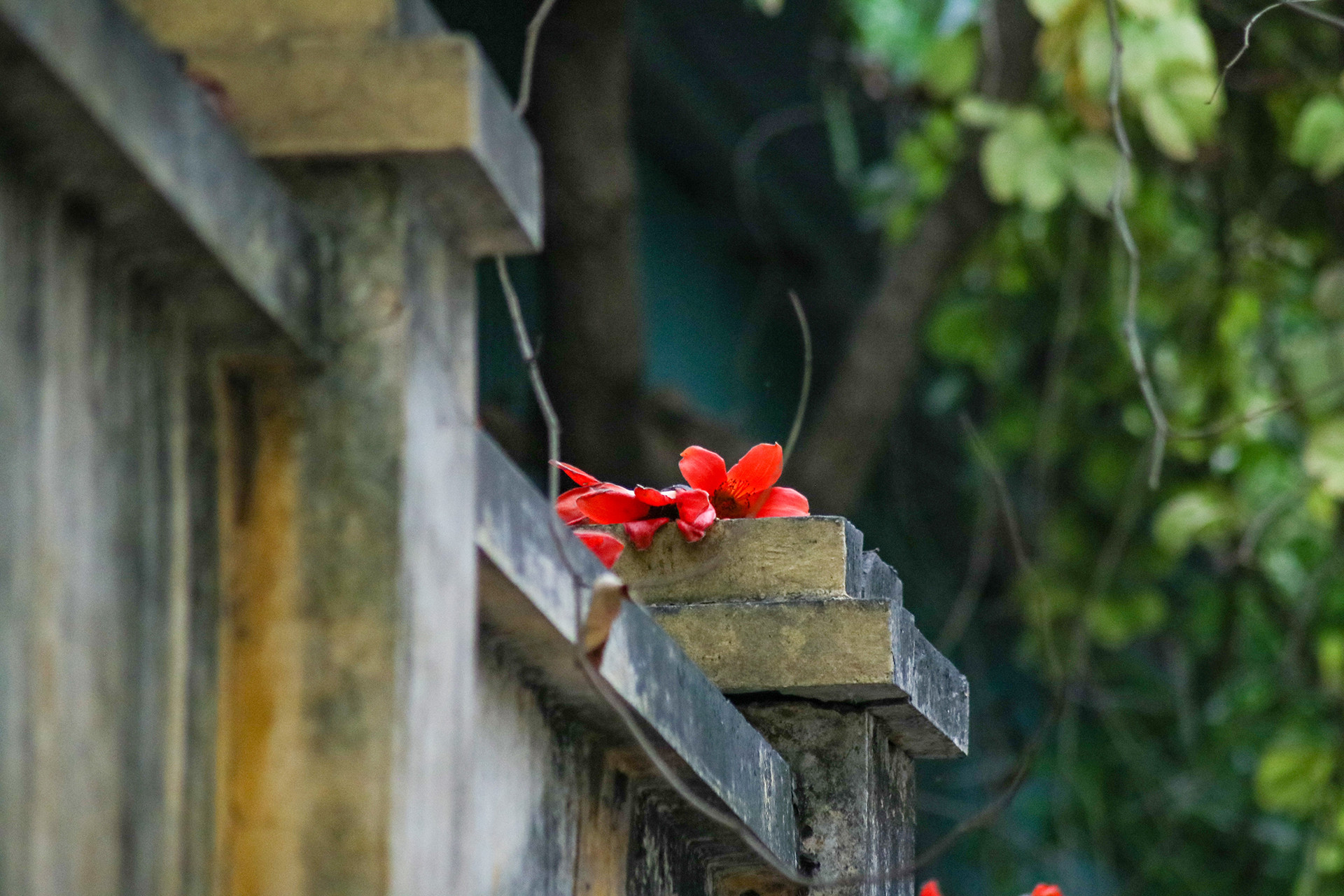 [Ảnh] Rực rỡ hoa gạo tháng 3 ảnh 10