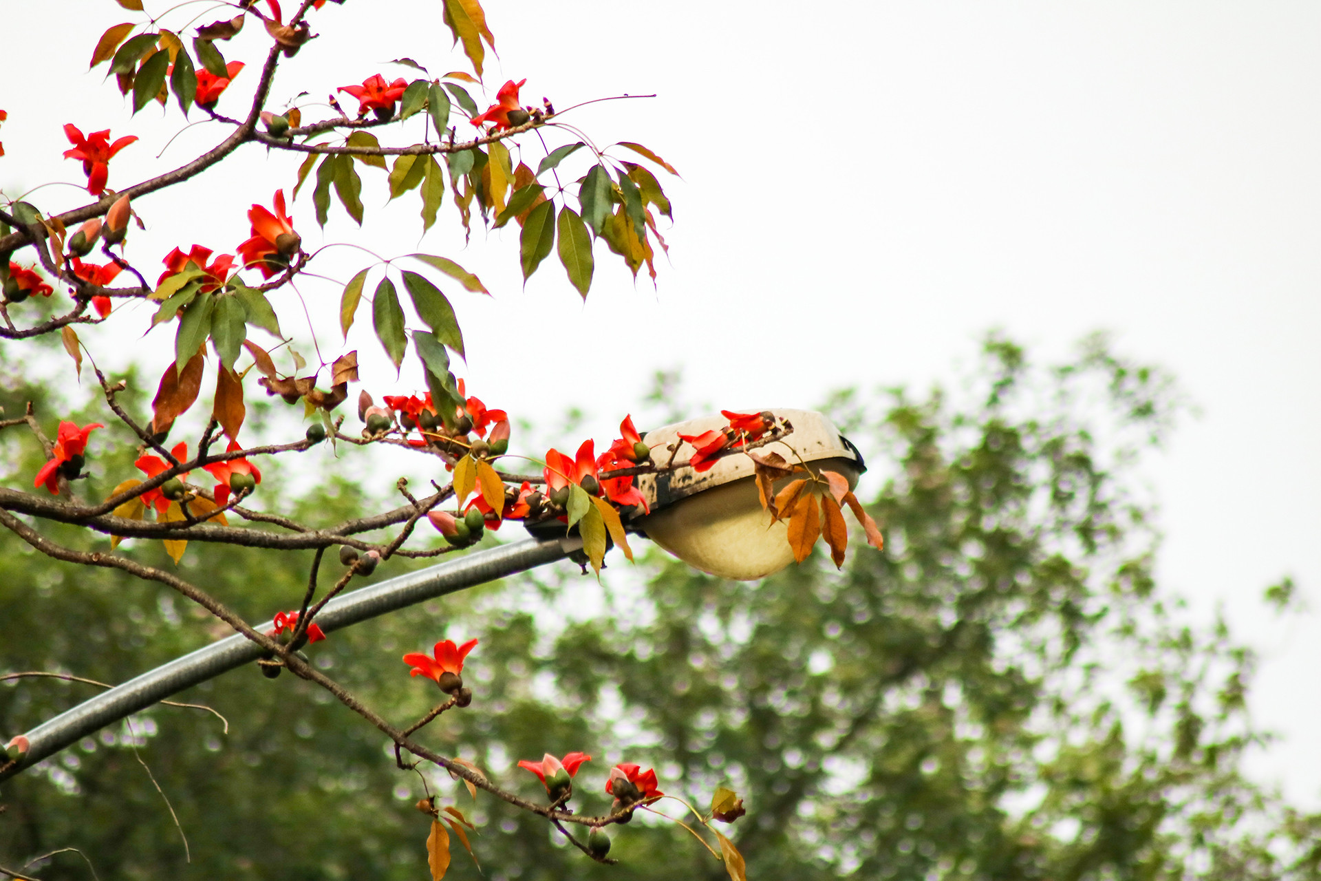 [Ảnh] Rực rỡ hoa gạo tháng 3 ảnh 9