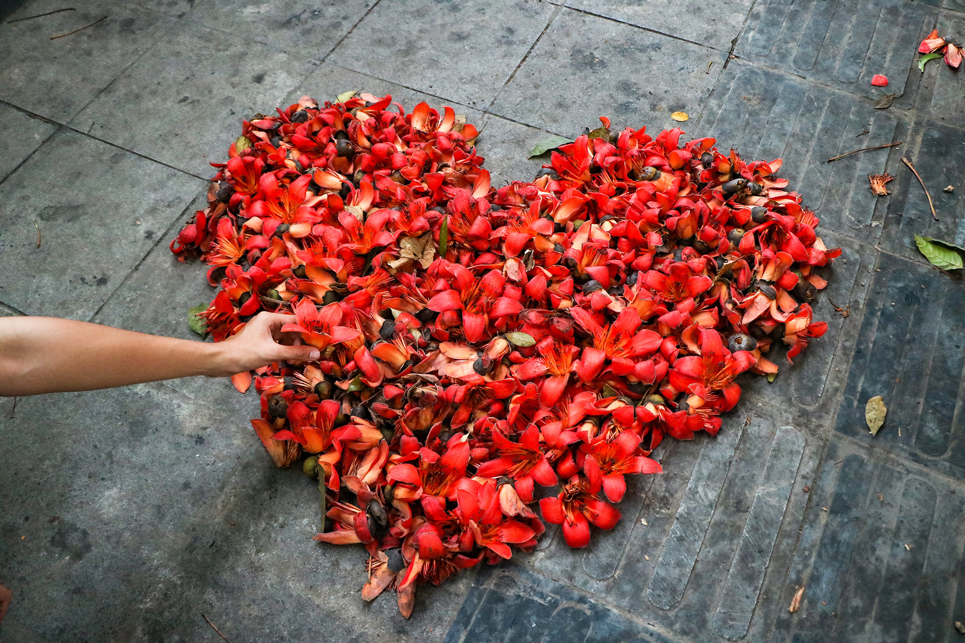 [Ảnh] Rực rỡ hoa gạo tháng 3 ảnh 11