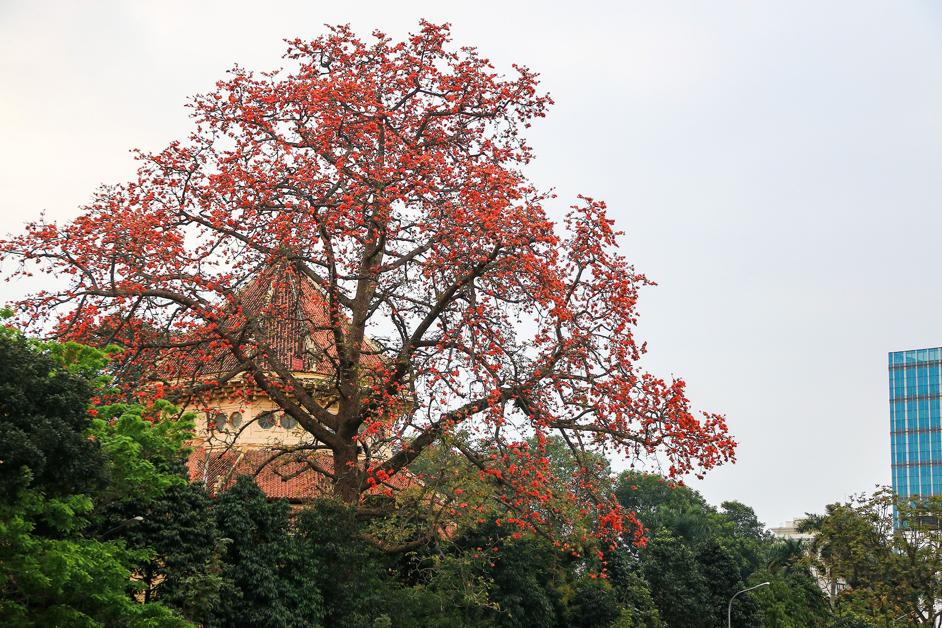 [Ảnh] Rực rỡ hoa gạo tháng 3 ảnh 2