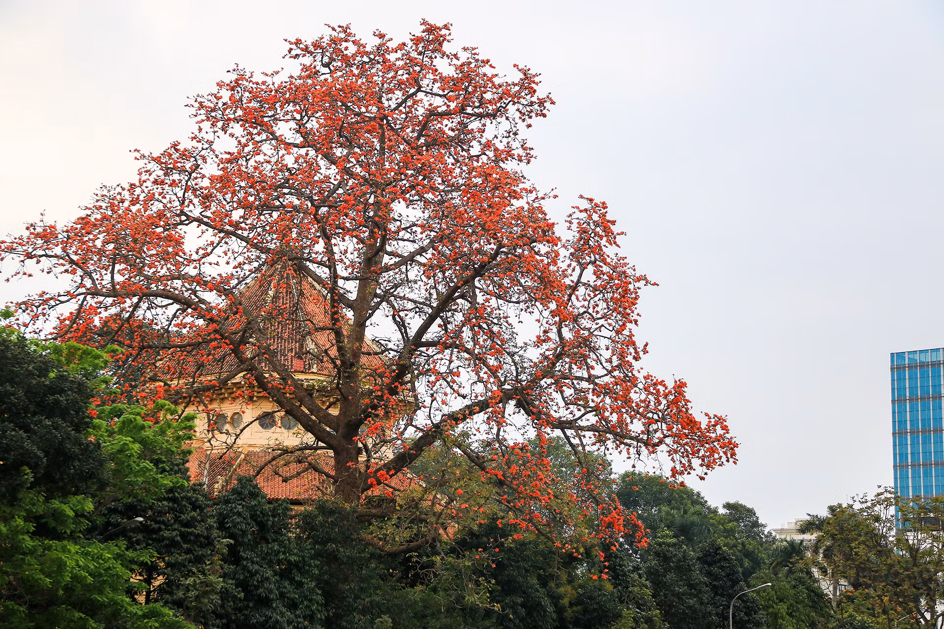 [Ảnh] Rực rỡ hoa gạo tháng 3 ảnh 2