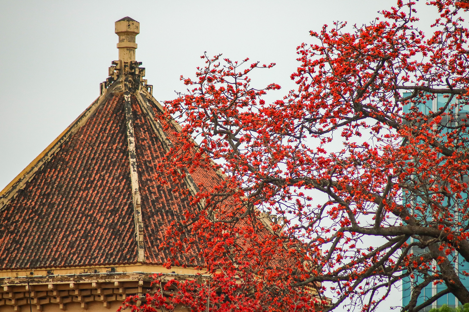 [Ảnh] Rực rỡ hoa gạo tháng 3 ảnh 1