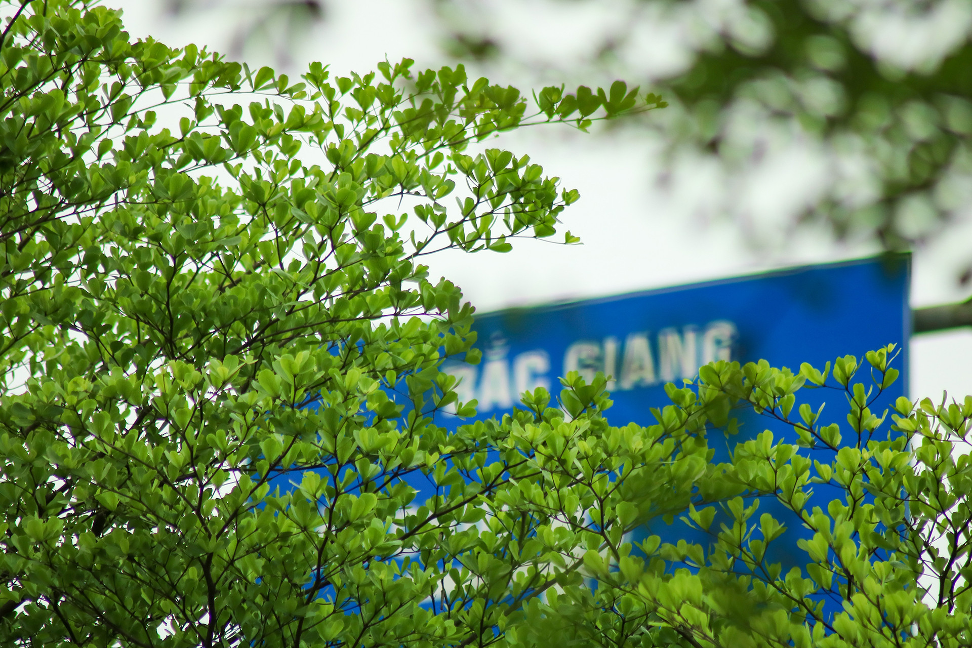 Bàng lá nhỏ khi rụng lá sẽ ít gây ô nhiễm hơn bàng ta.