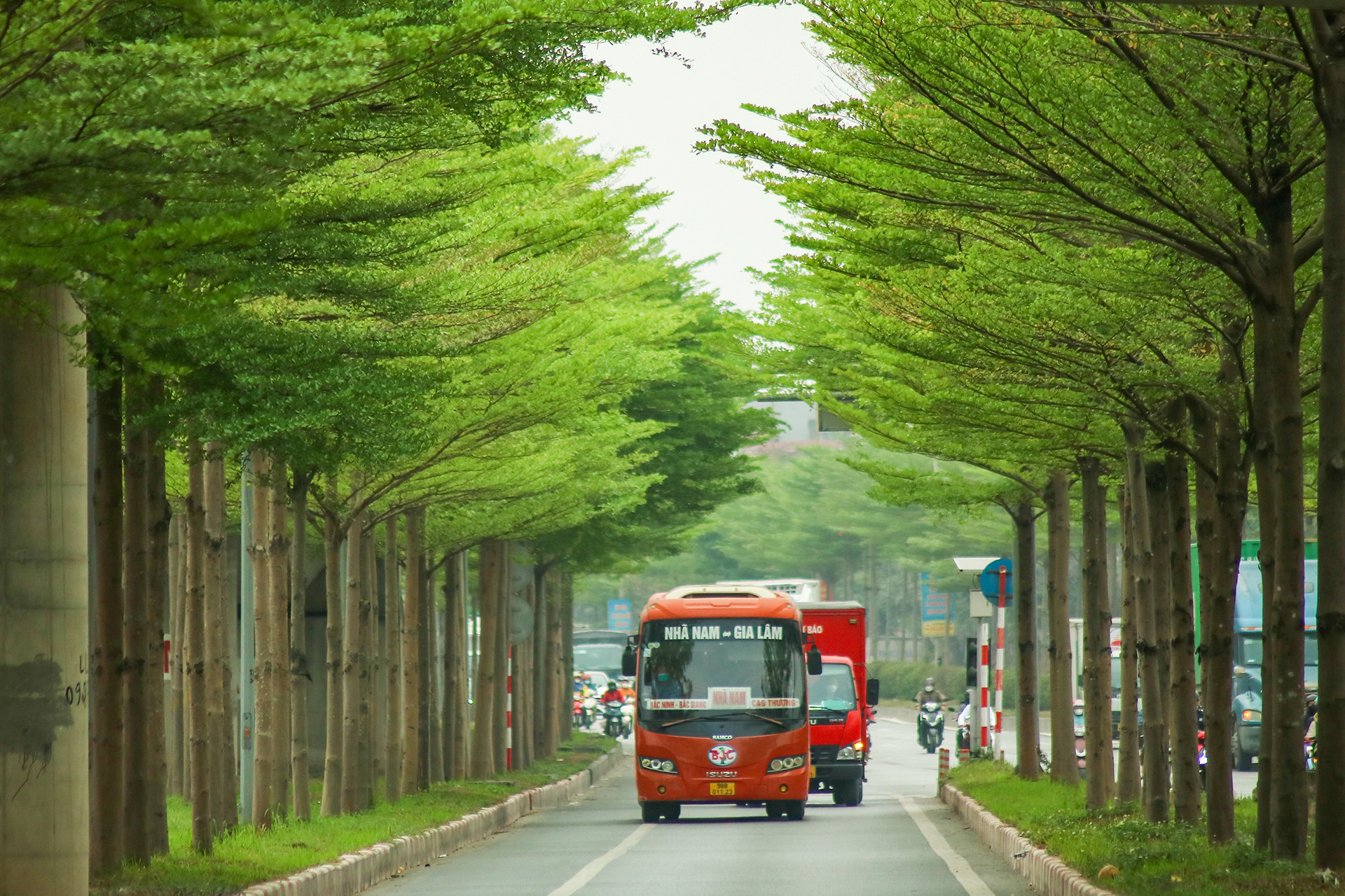 Hàng cây bàng lá nhỏ xanh ngắt, tạo nên khung cảnh đẹp và thanh bình.