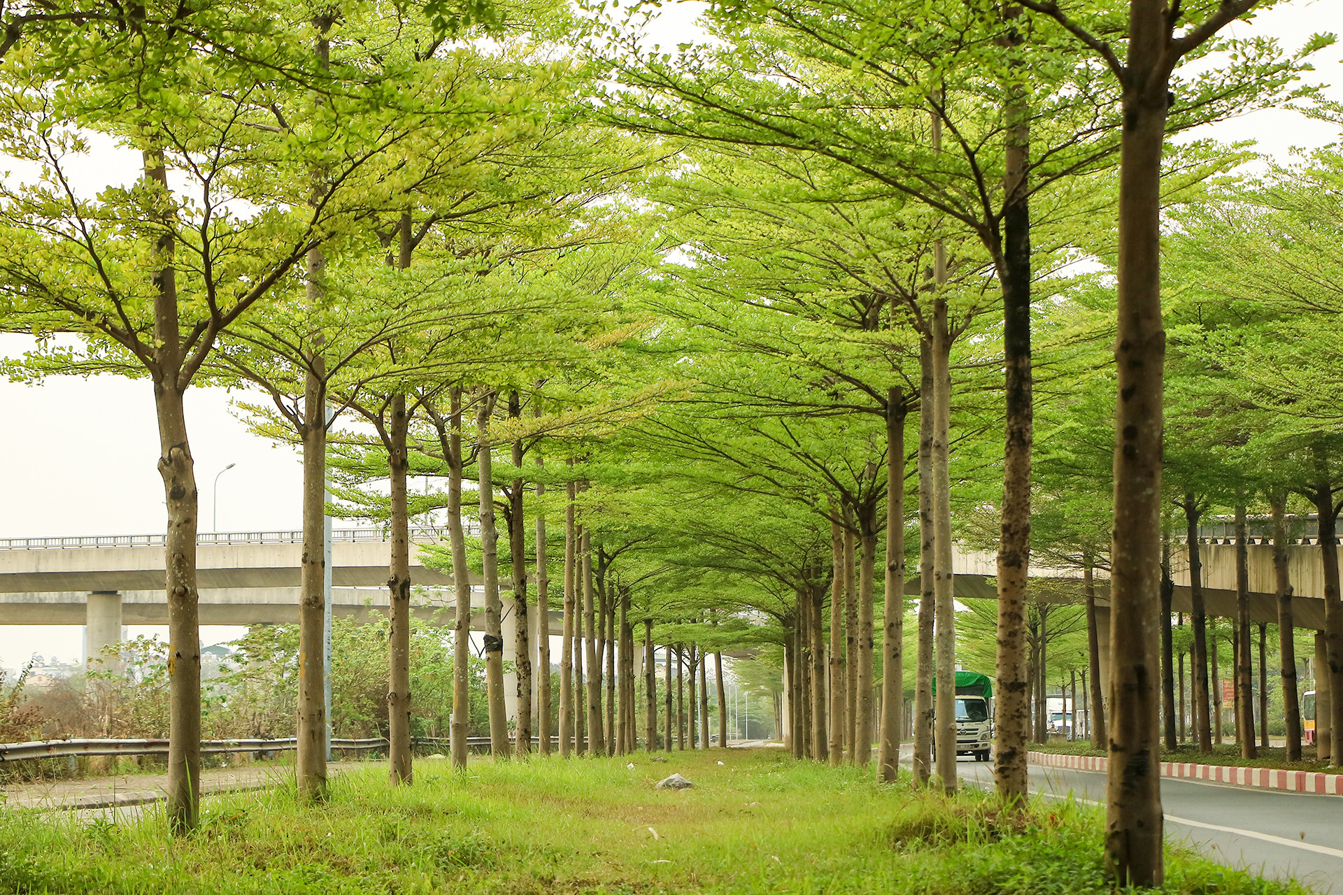 Những hàng cây đang ra lá non tạo nên một không gian xanh cho đường phố Hà Nội.