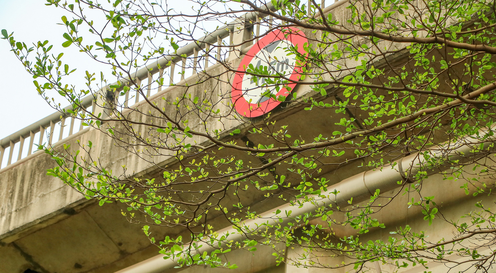 Những tán lá non xanh mướt giữa trời xuân.