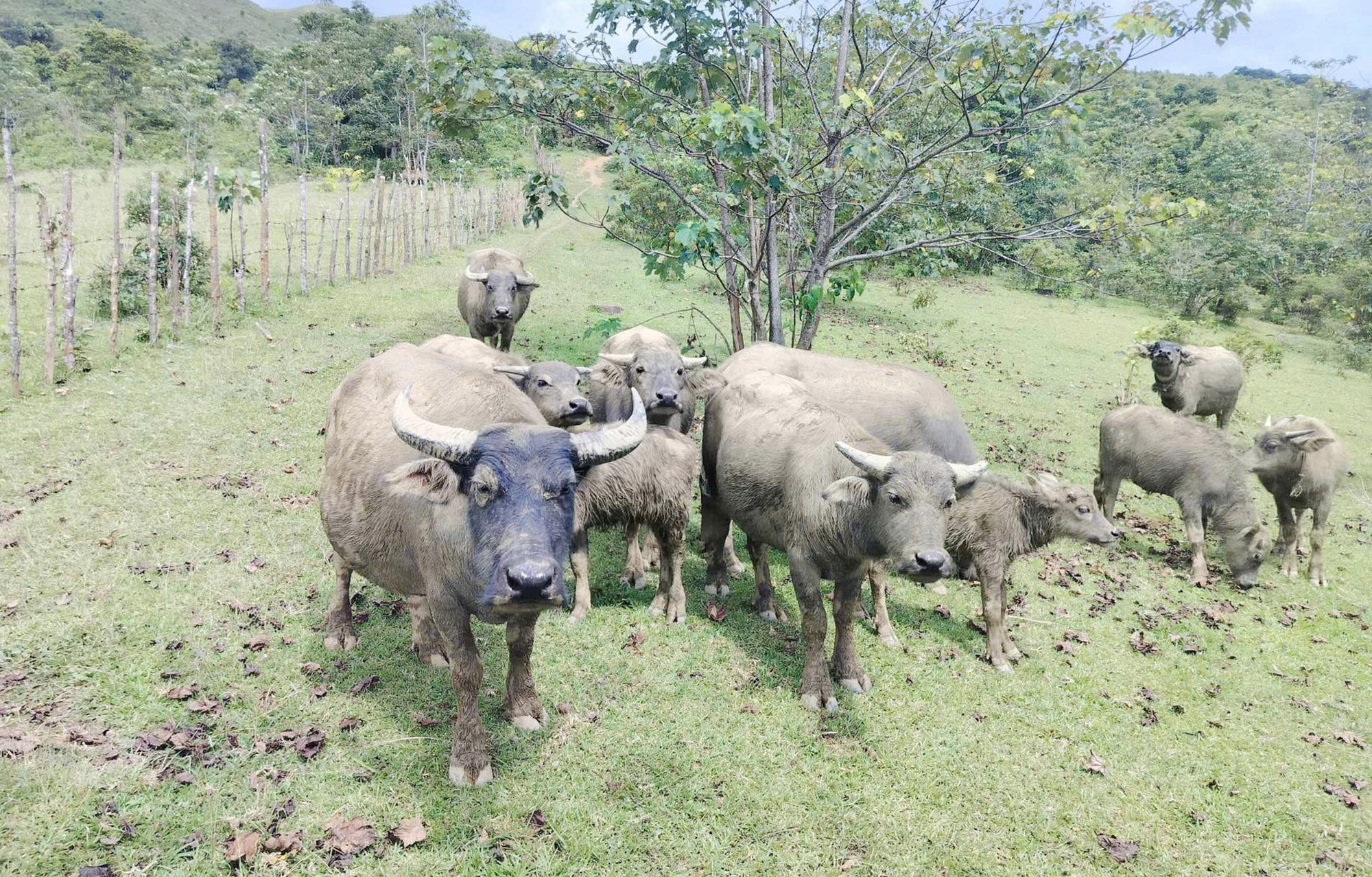 Người dân tộc thiểu số ở miền núi Quảng Trị vay vốn chính sách chăn nuôi trâu.