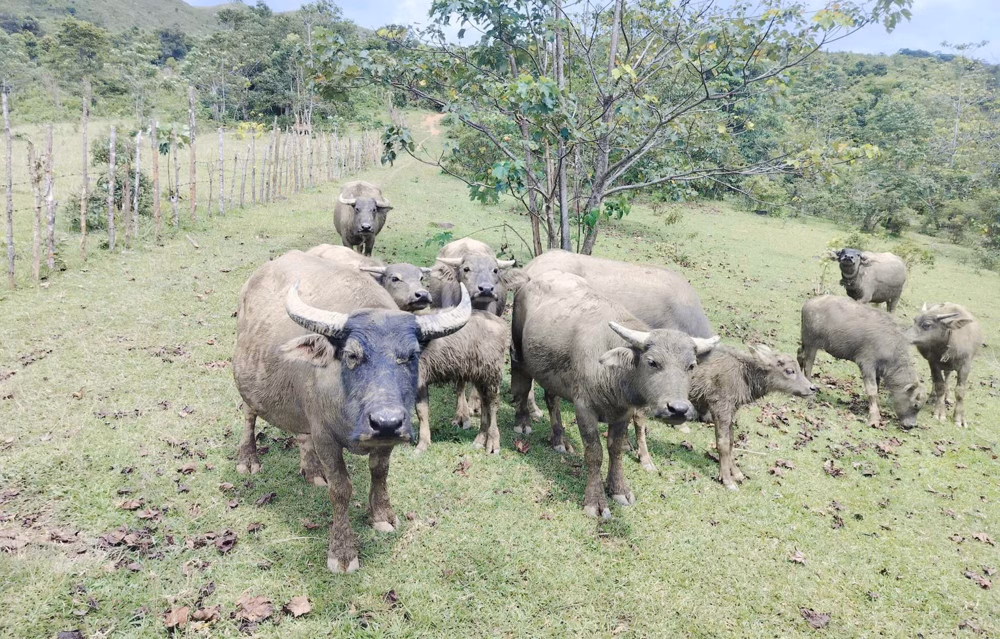 Người dân tộc thiểu số ở miền núi Quảng Trị vay vốn chính sách chăn nuôi trâu.