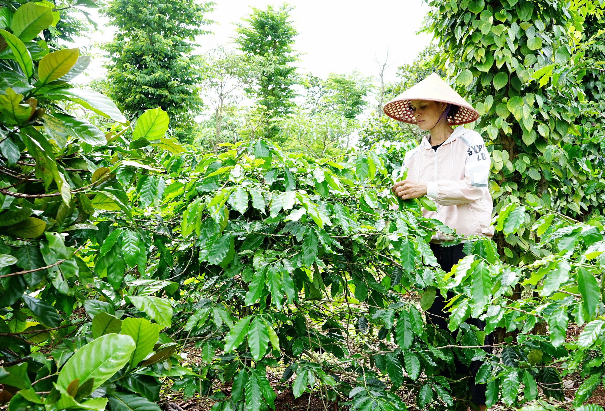 Vườn cà-phê tái canh ở xã Hướng Phùng, huyện Hướng Hóa.