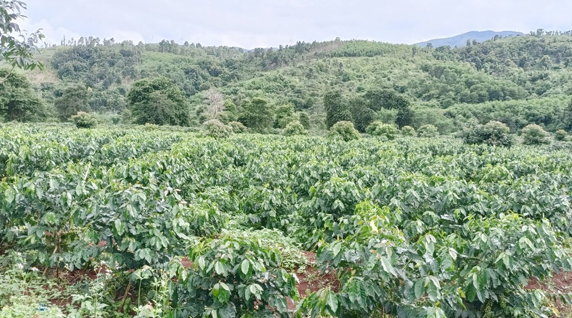 Vườn cà-phê ở huyện Hướng Hóa sau 3 năm tái canh phát triển xanh tốt, năng suất cao.