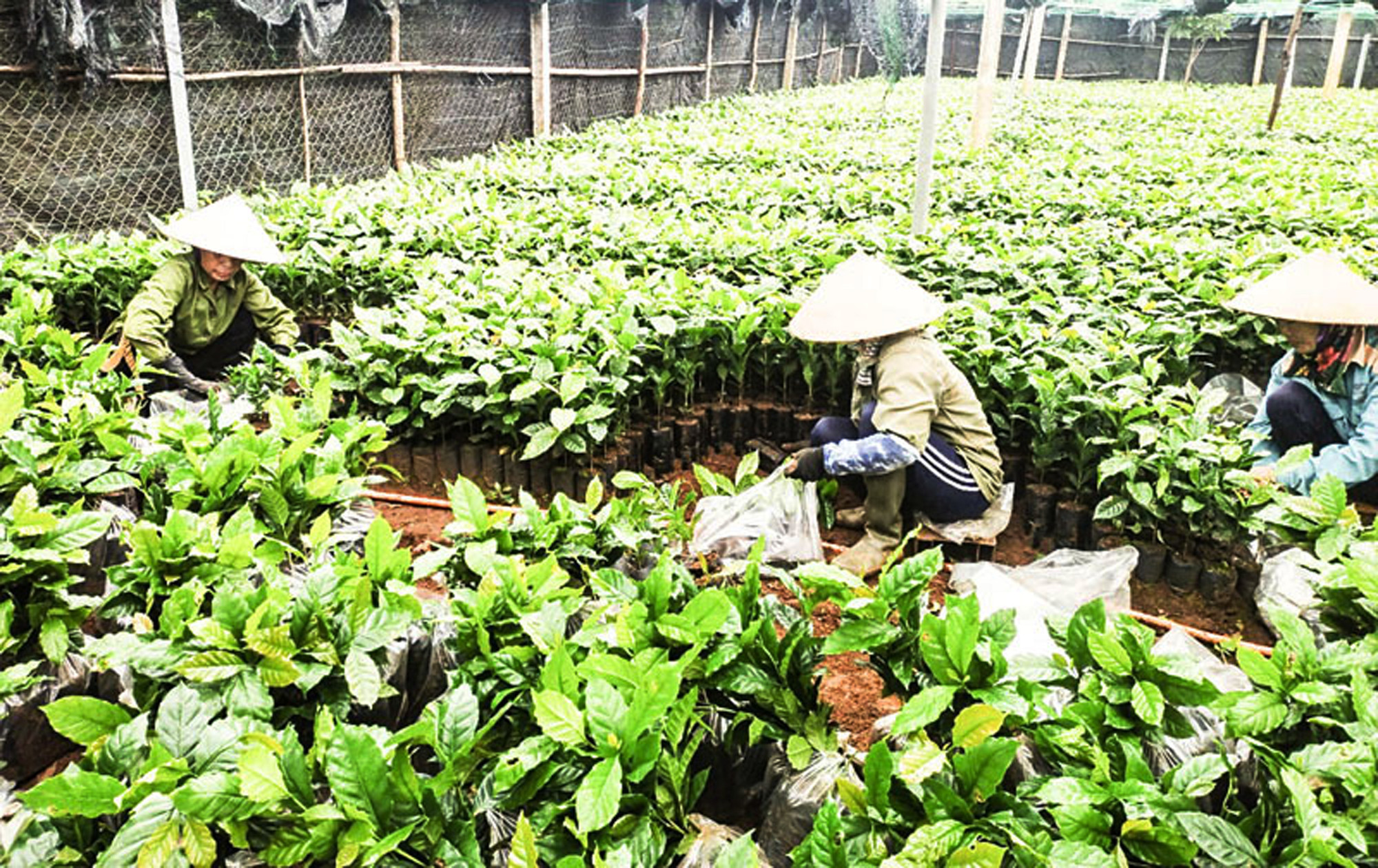 Vườn giống cà-phê phục vụ tái canh ở Hướng Hóa.