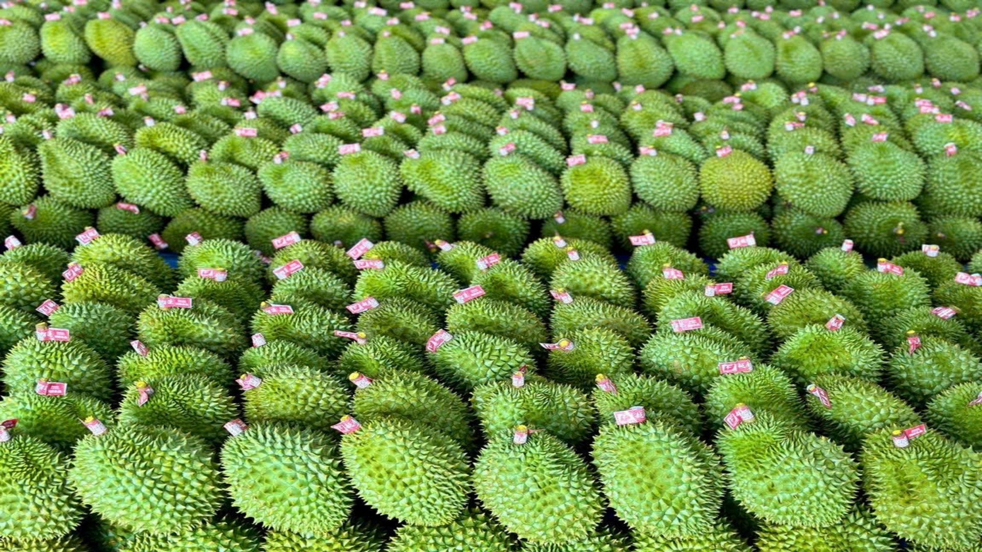 Xuất khẩu sầu riêng tăng trưởng mạnh trong 10 tháng đầu năm 2023.