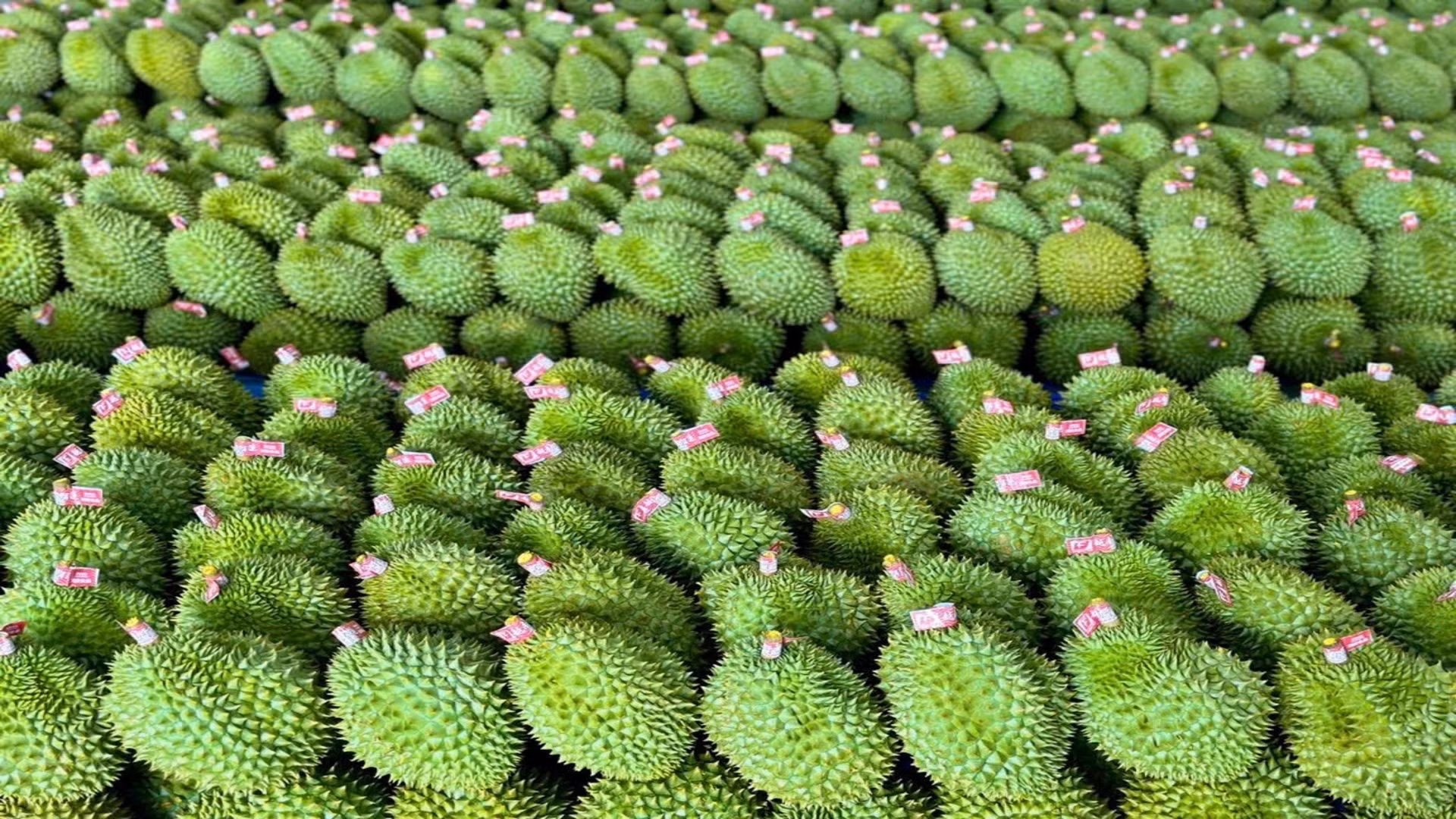 Xuất khẩu sầu riêng tăng trưởng mạnh trong 10 tháng đầu năm 2023.