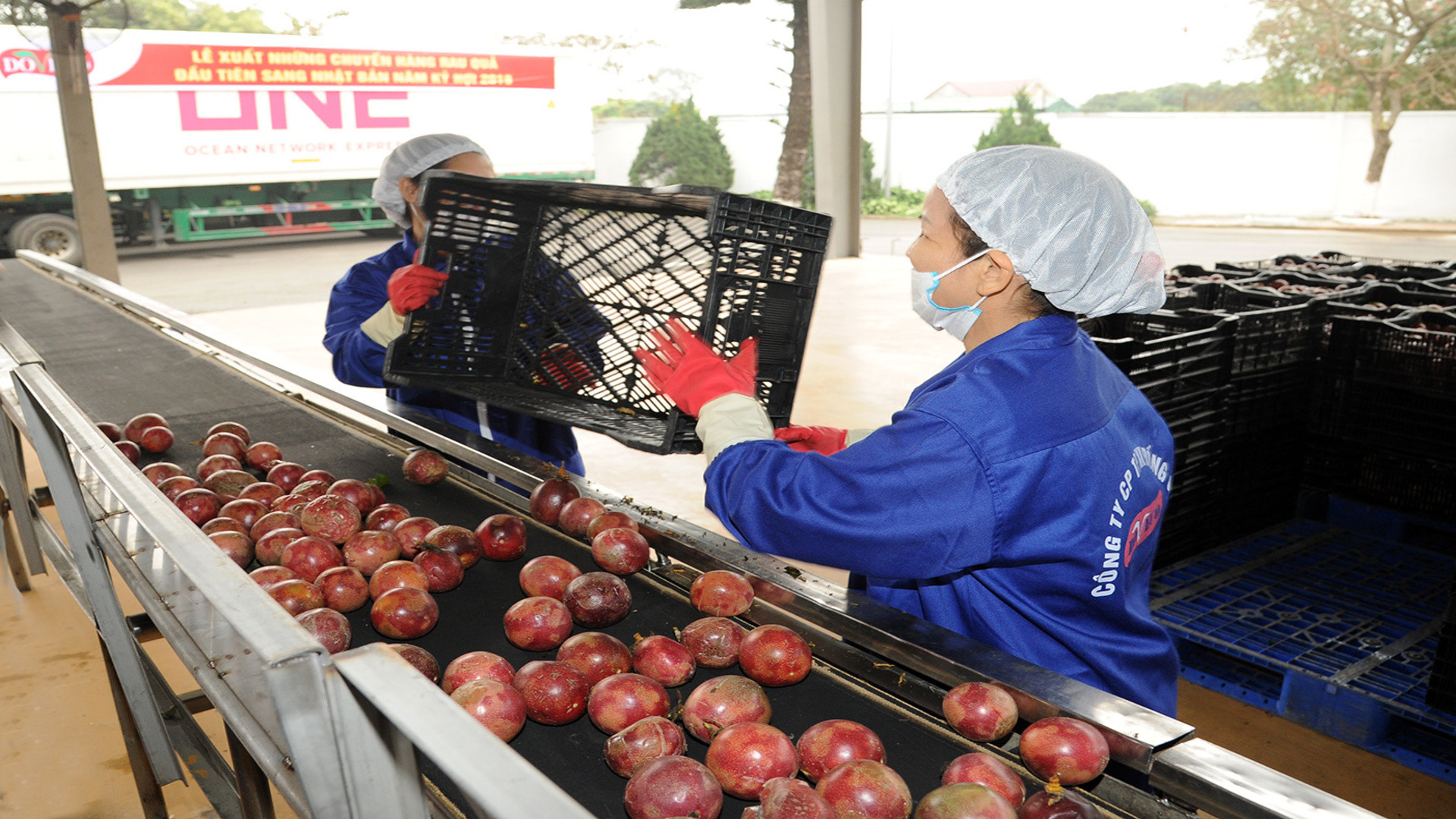 Sản phẩm chanh dây đang có nhiều cơ hội xuất khẩu sang các thị trường trên thế giới.
